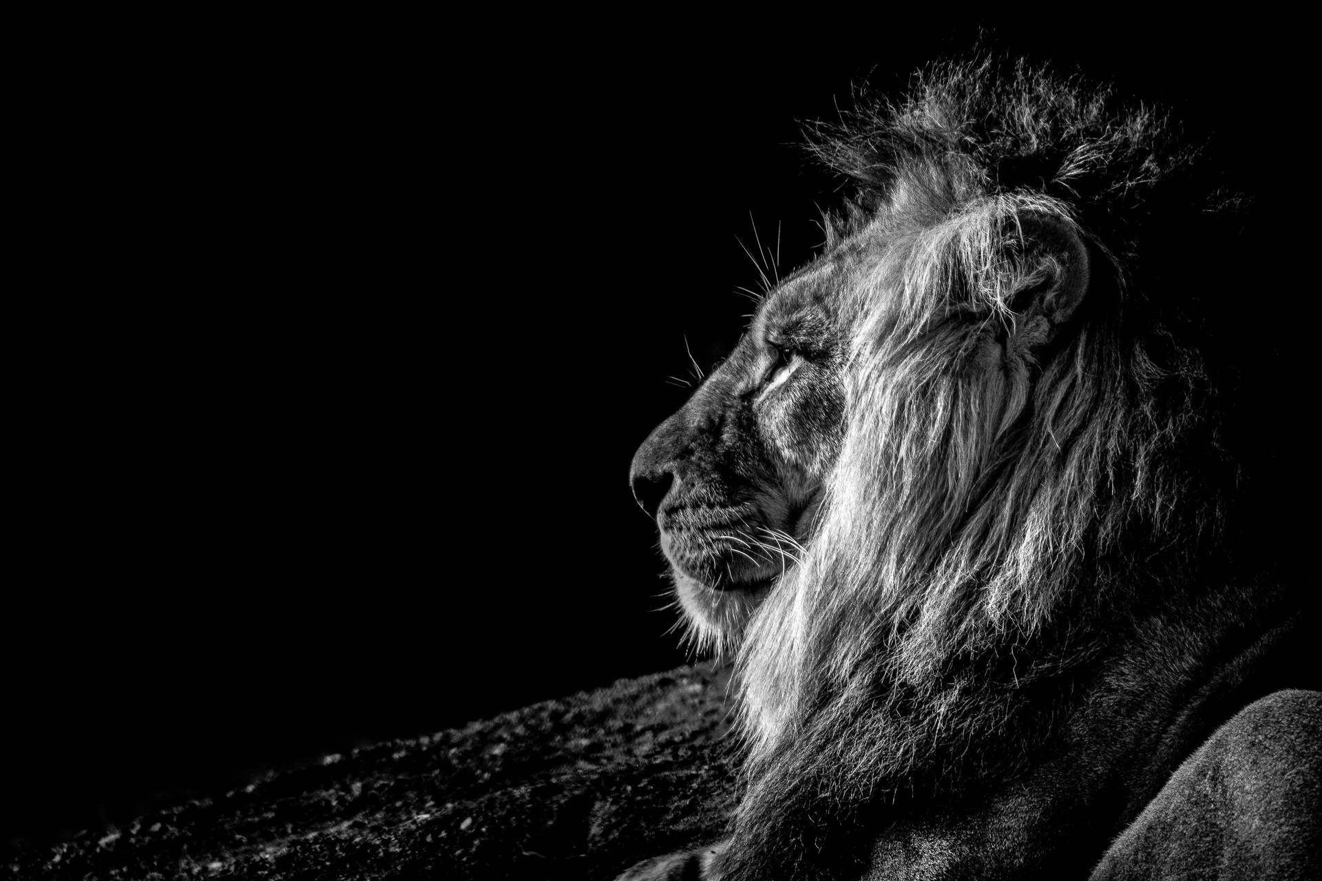 Black And White Lion Desktop Background