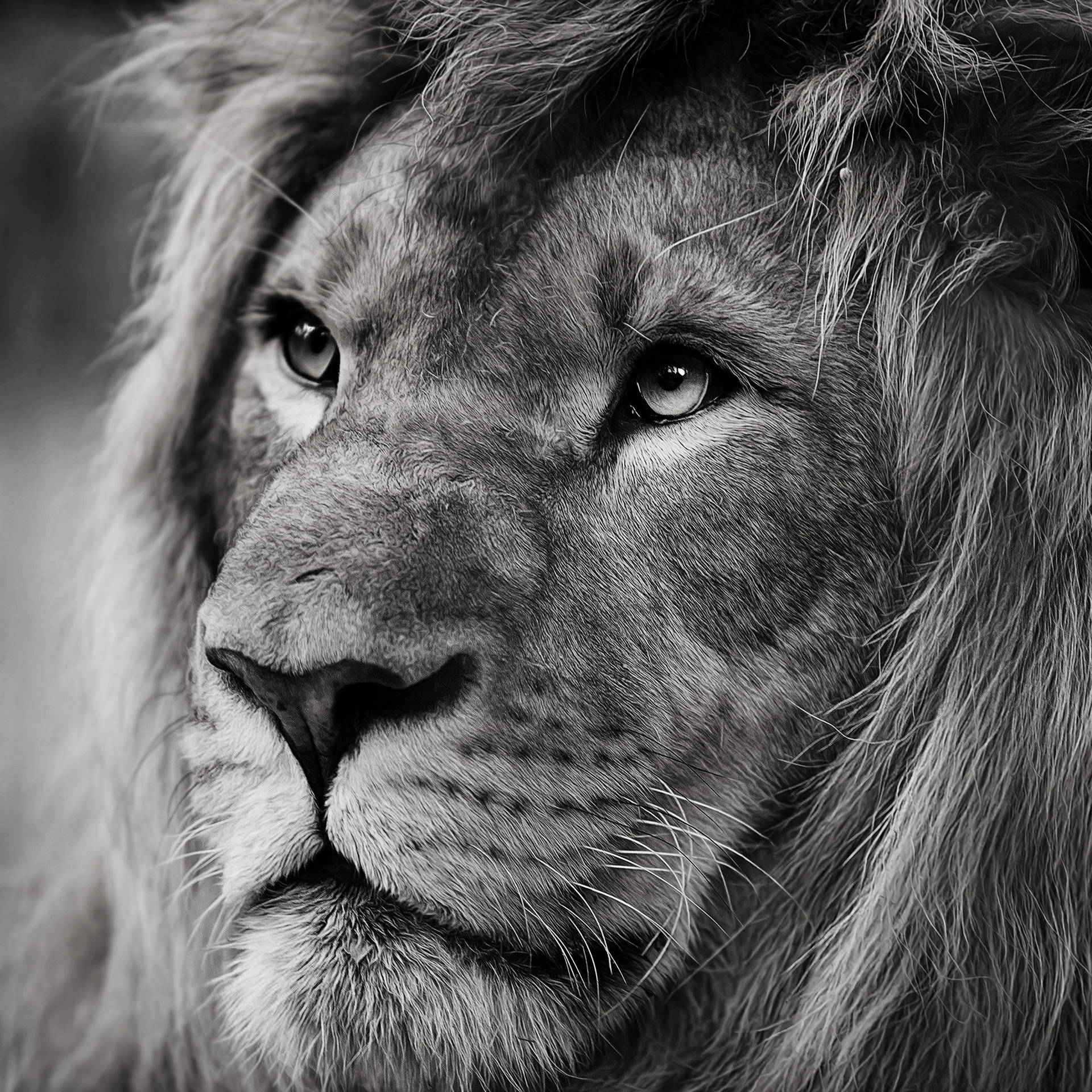 Black And White Lion Background