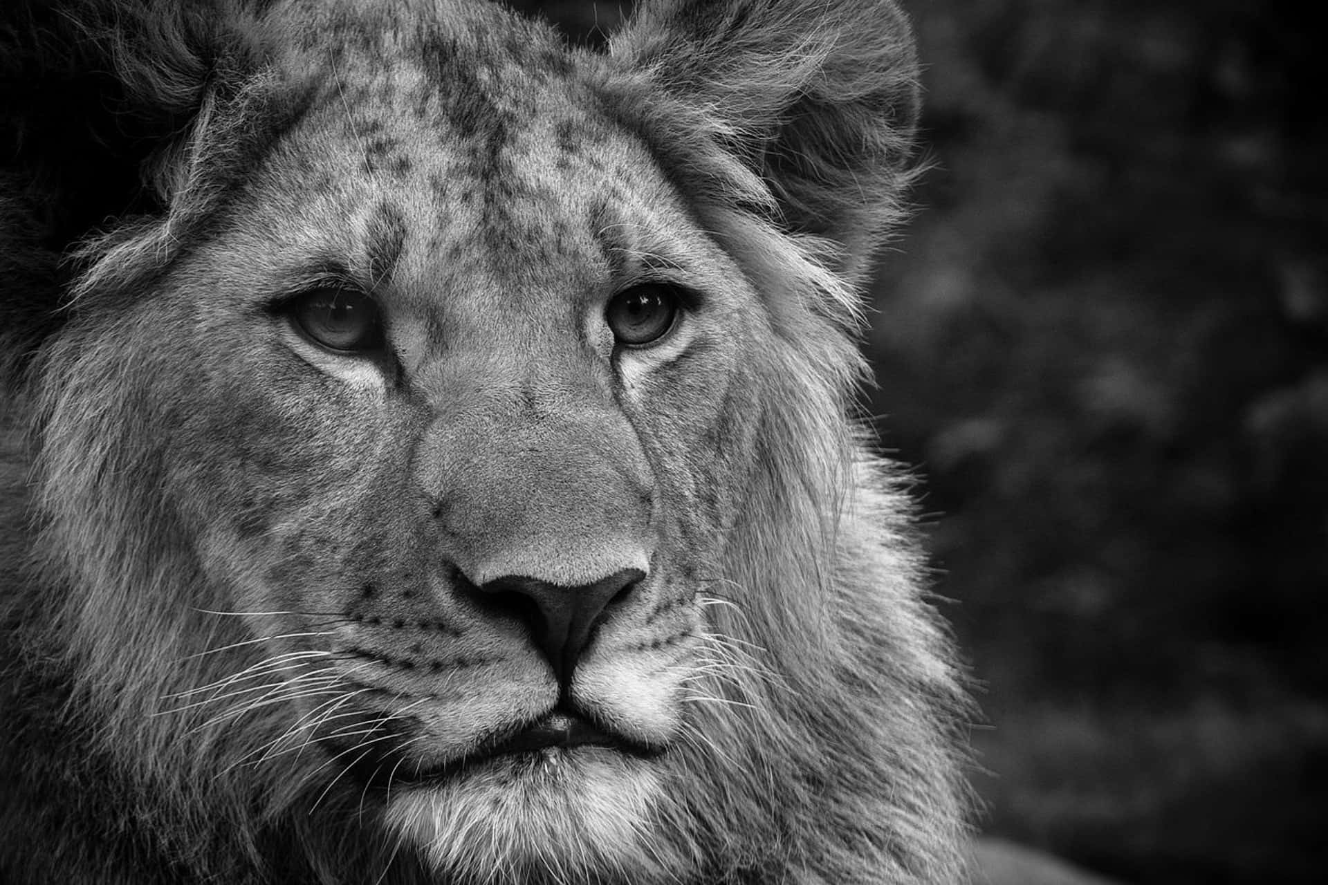 Black And White Lion Face