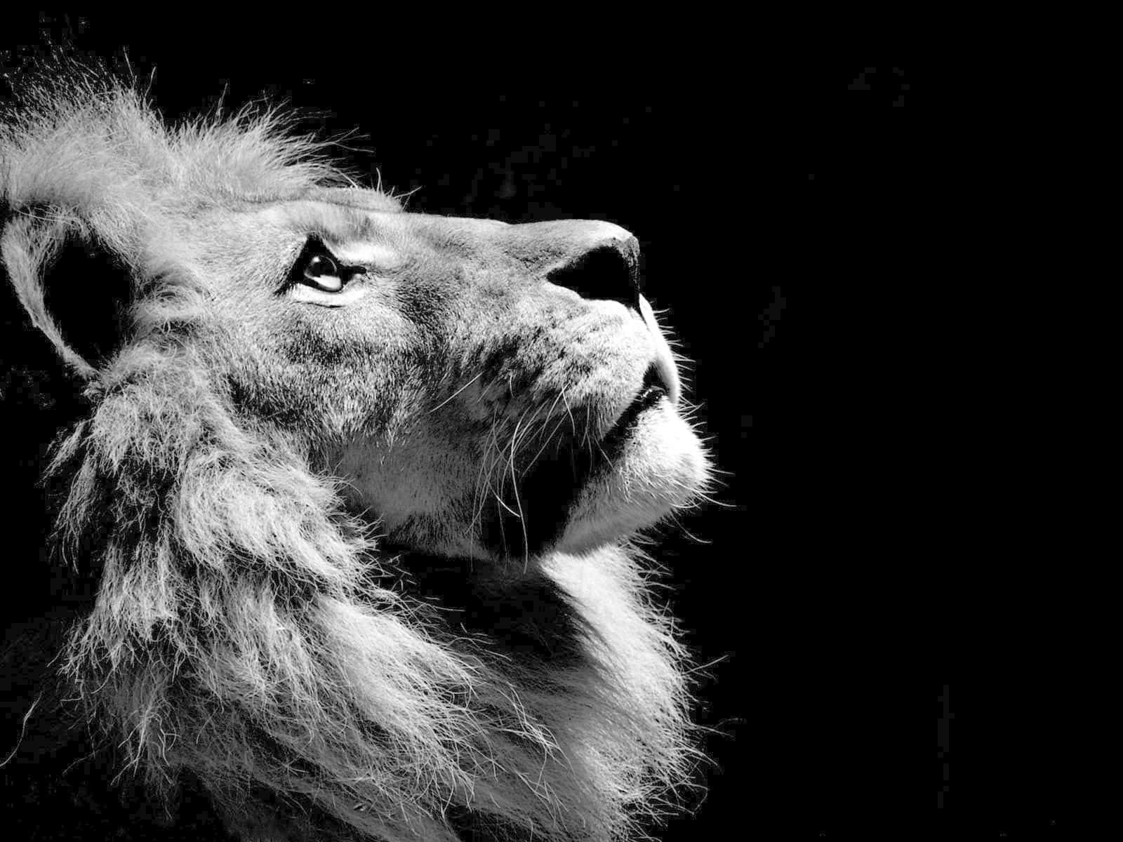 Black And White Lion Face Background