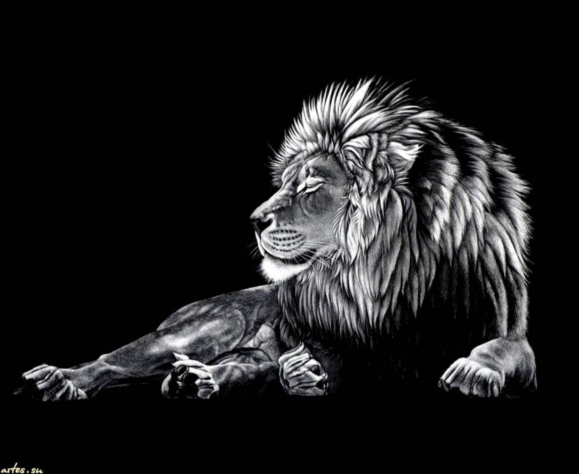 Black And White Lion Background