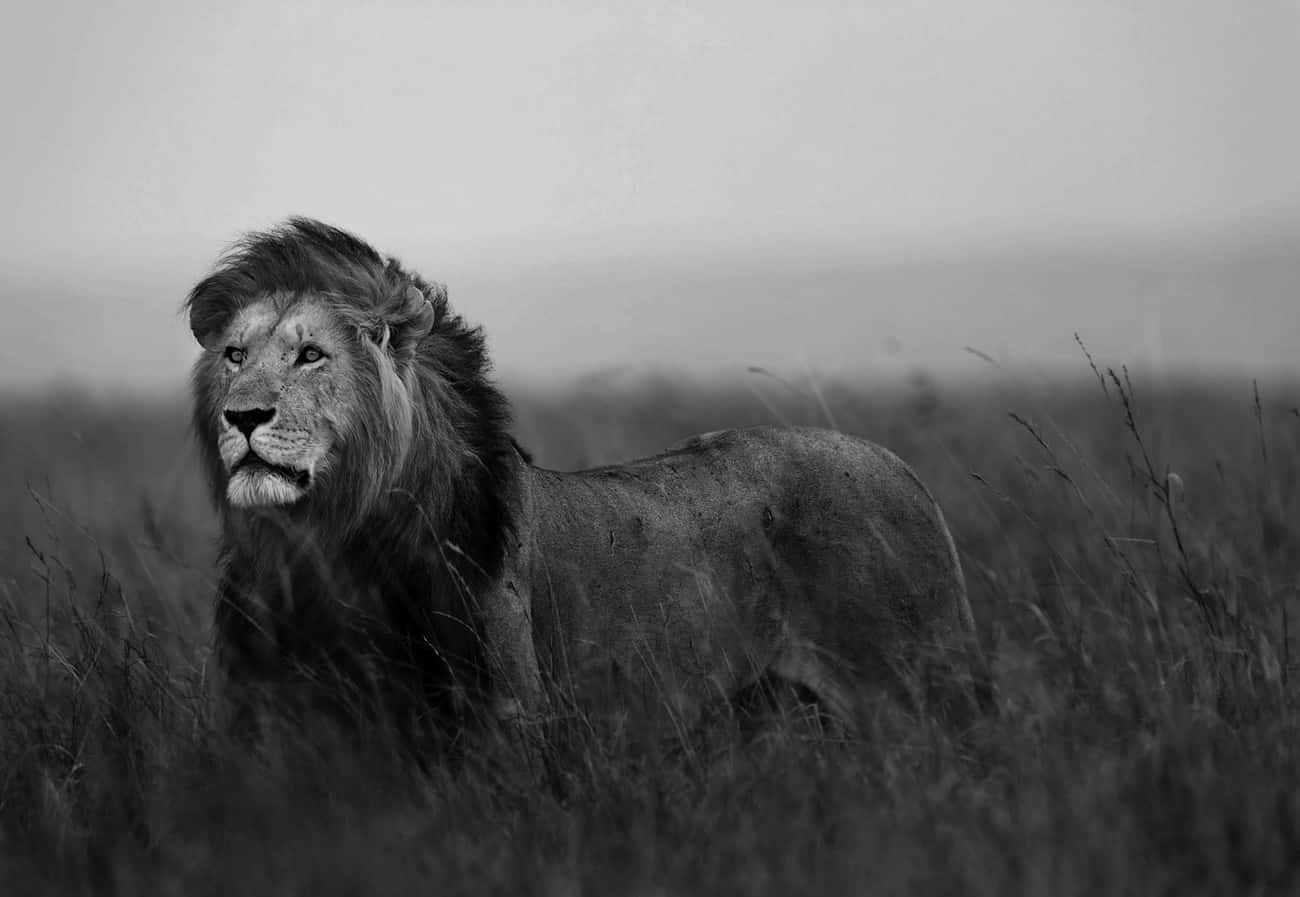 Black And White Lion In Grass Background