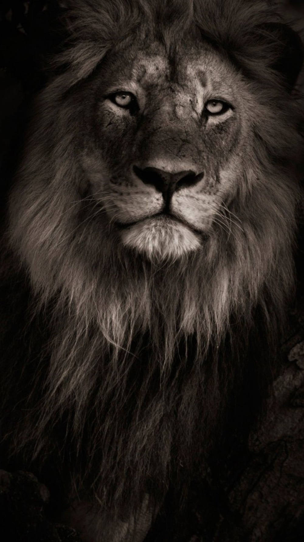 Black And White Lion Iphone