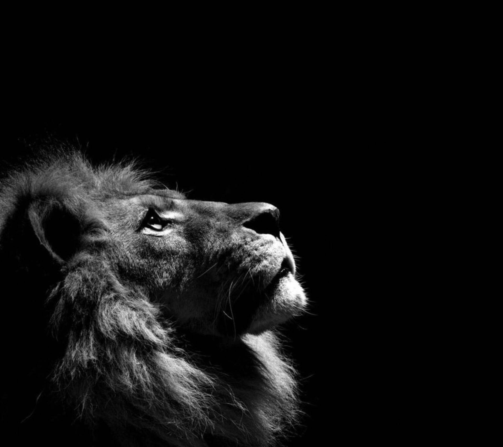 Black And White Lion Laptop Background