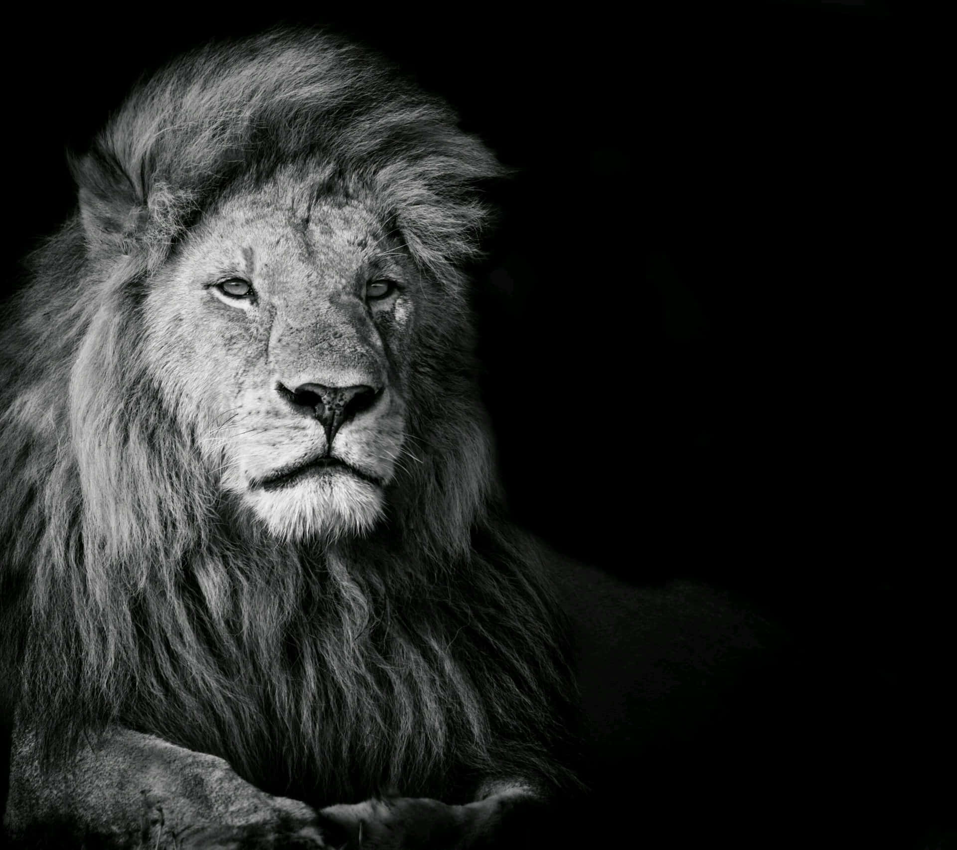 Black And White Lion On Black Background Background