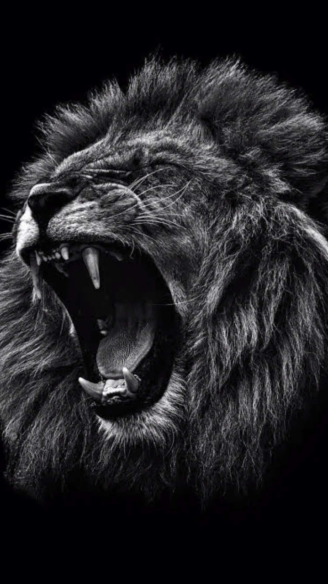 Black And White Lion Roaring Background