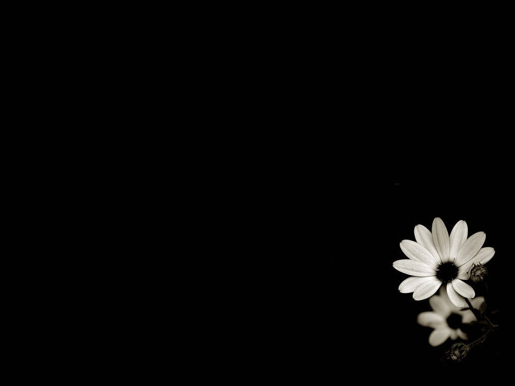 Black And White Lone Flower Ground