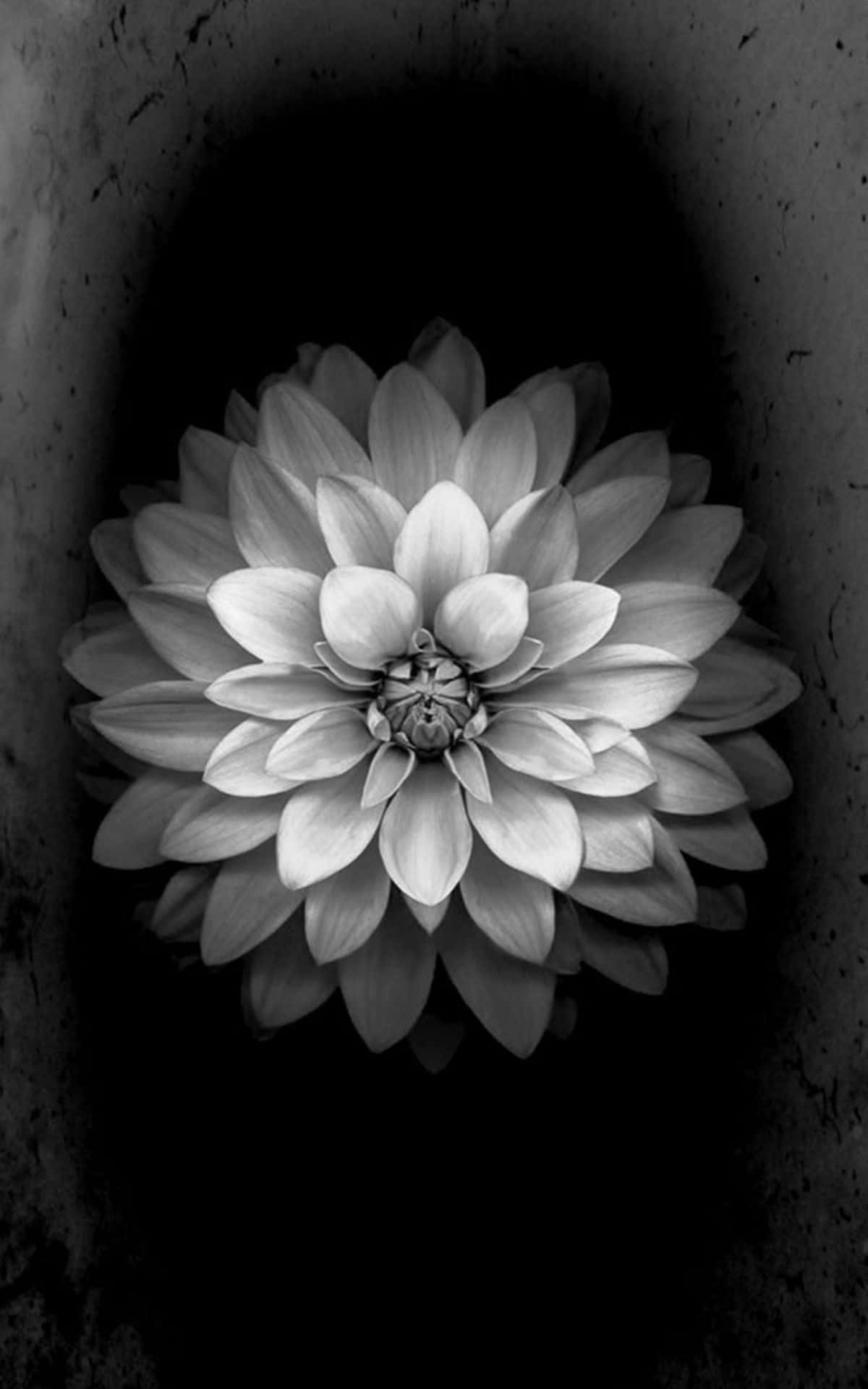 Black And White Lotus Flower Iphone Background