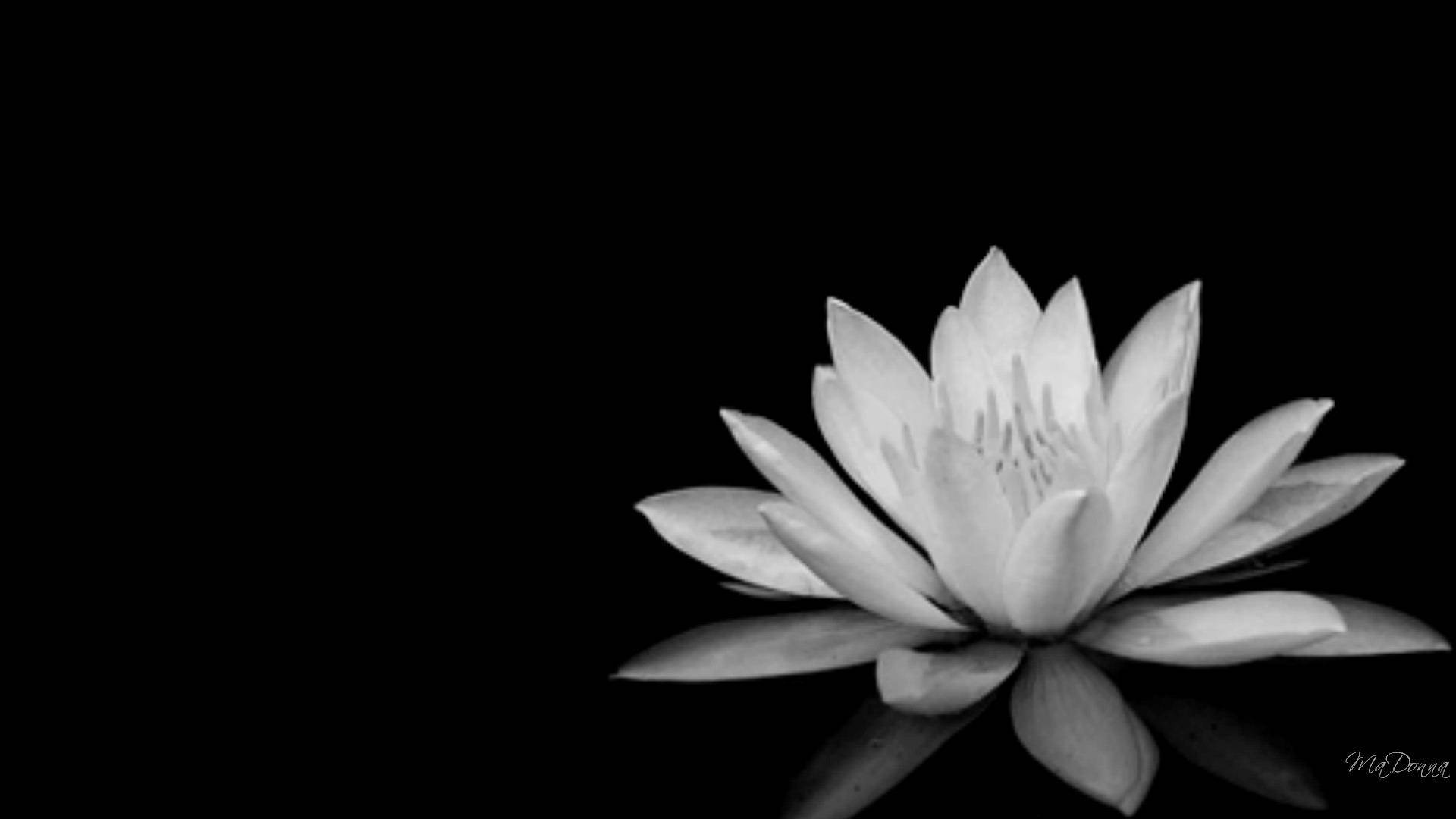 Black And White Lotus Flower Background