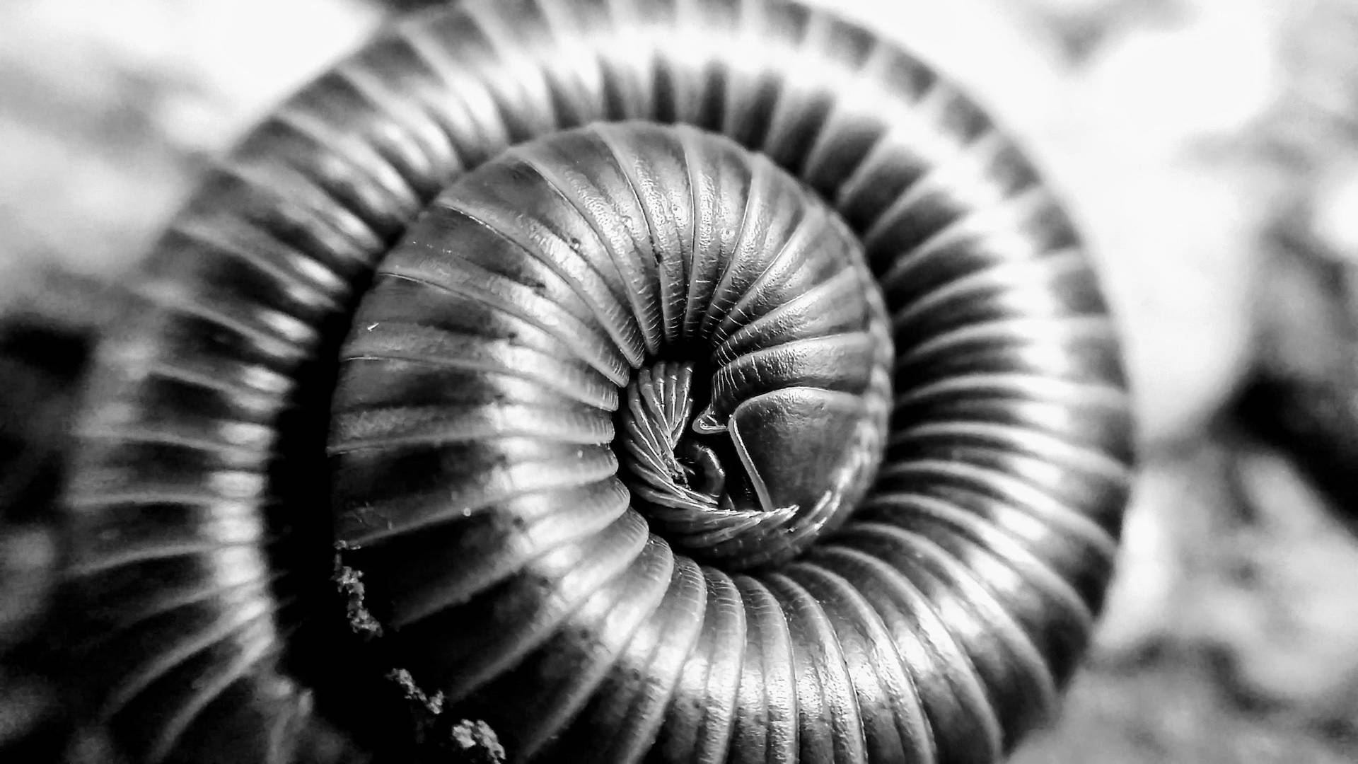 Black And White Millipede Background