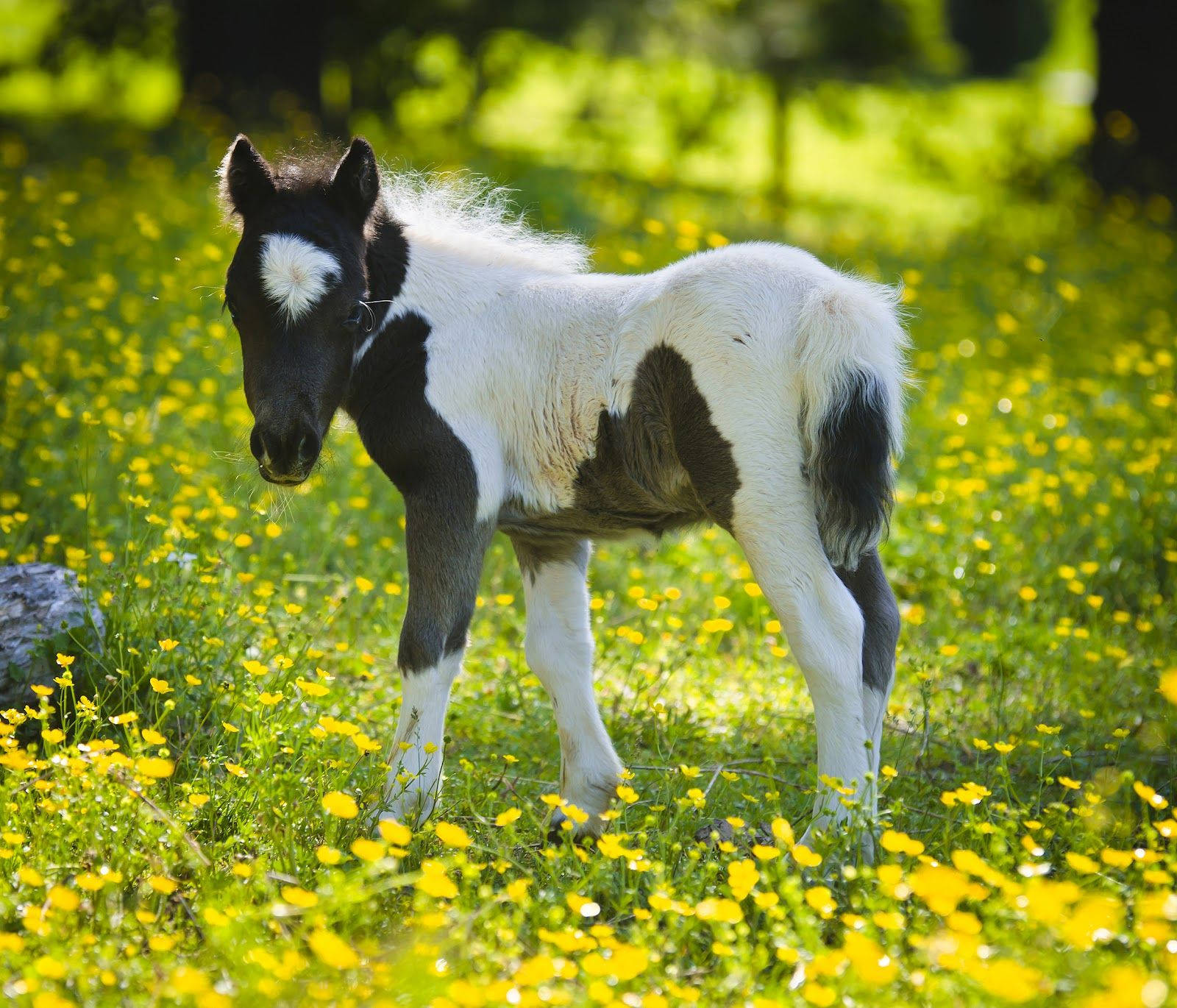 Black And White Miniature Foal On Buttercup Pasture Background