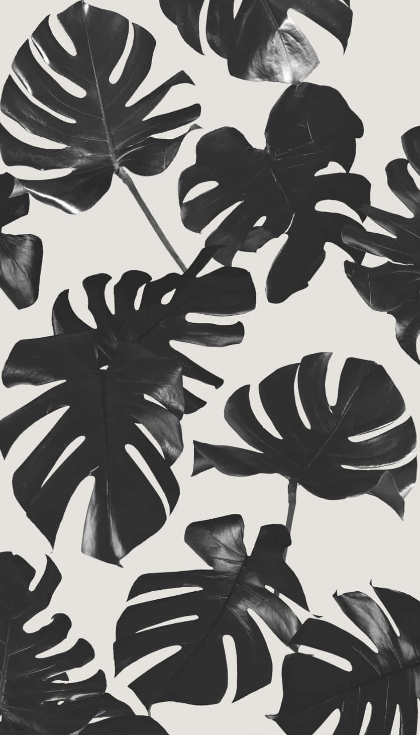 Black And White Monstera Leaves Background