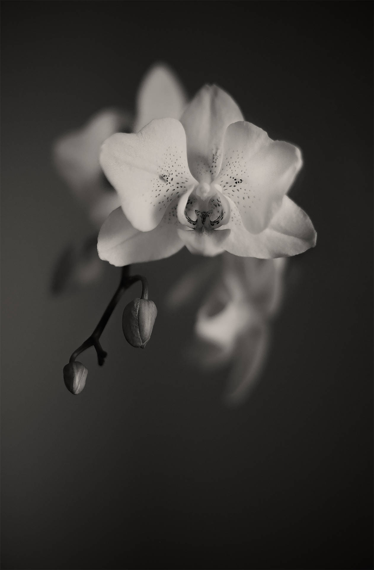 Black And White Orchids Background