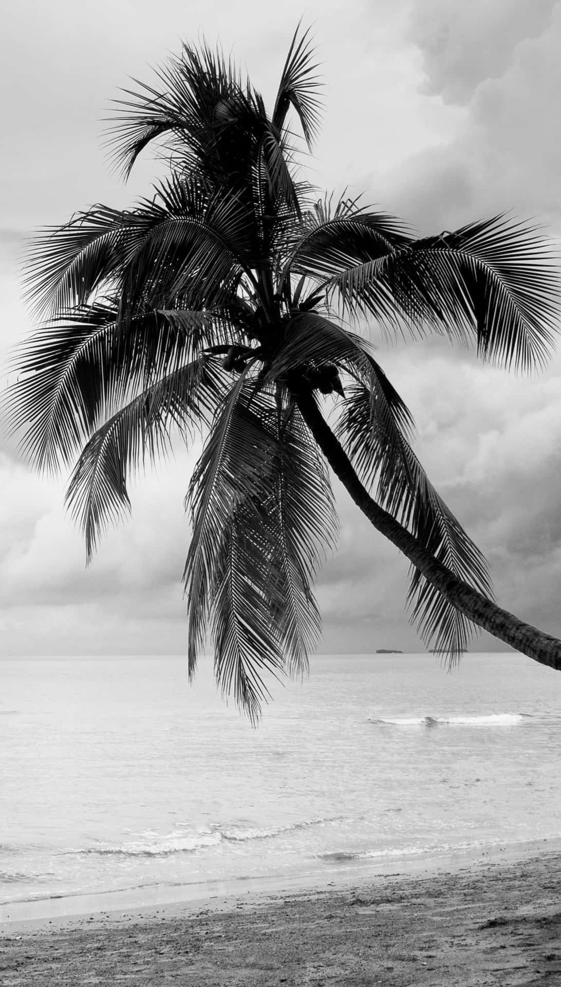 Black And White Palm Tree By The Beach Background