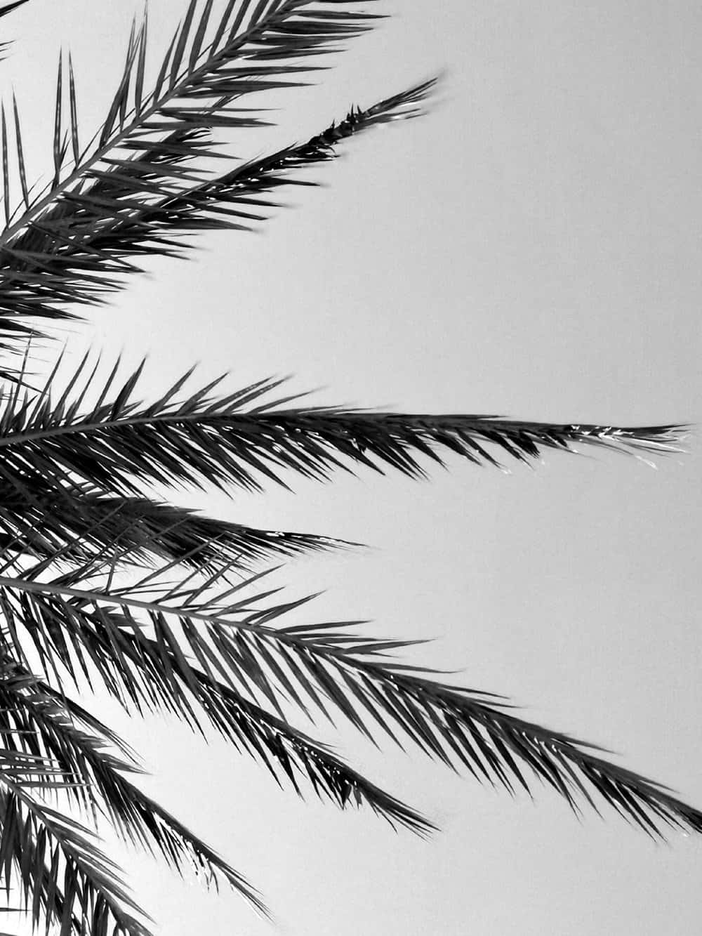 Black And White Palm Tree In Low Angle Shot