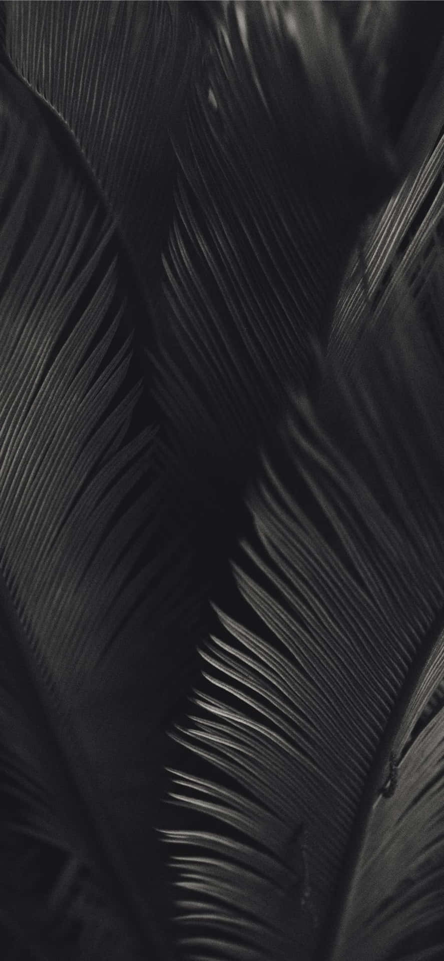 Black And White Palm Tree Leaves Dark Aesthetic Background