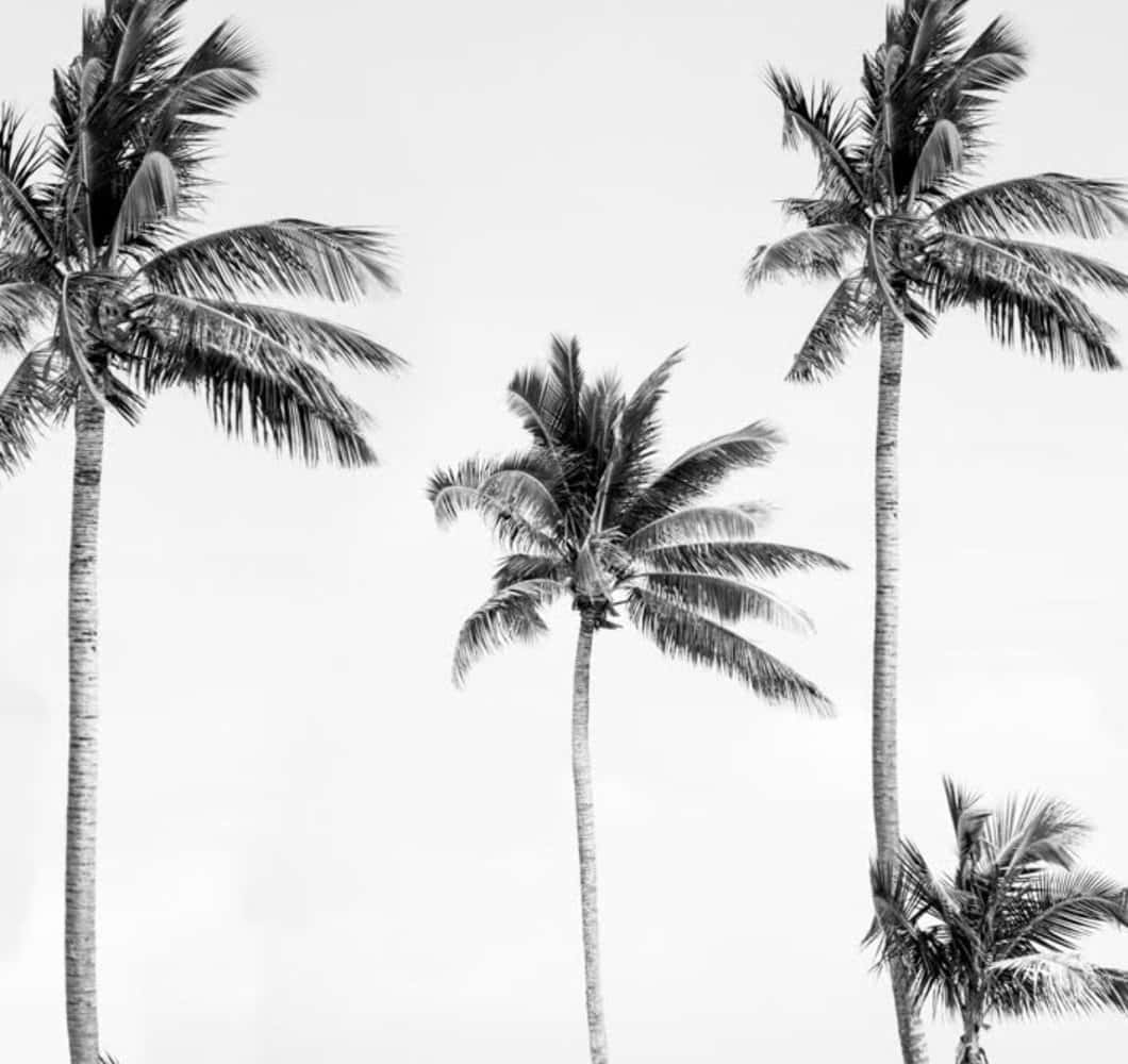 Black And White Palm Tree Mural Background