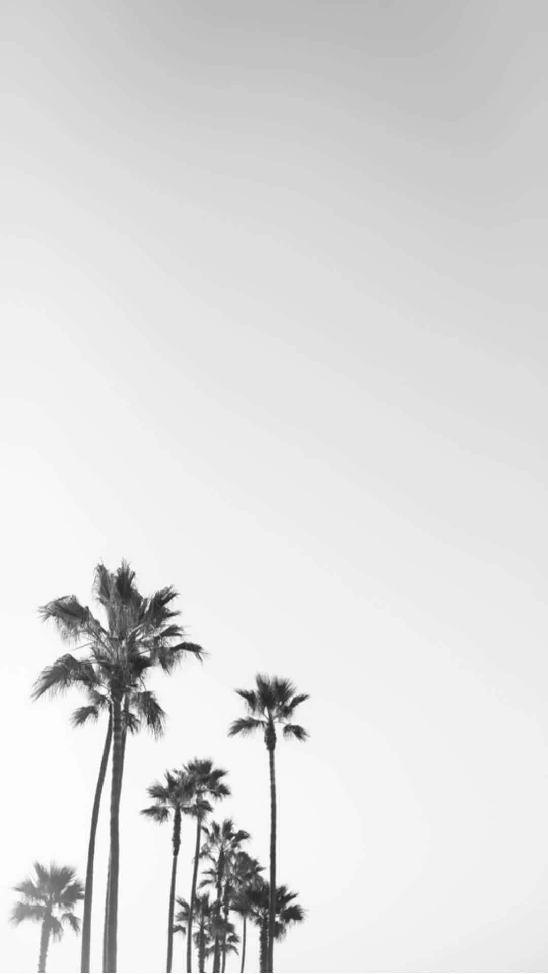 Black And White Palm Trees In California Background