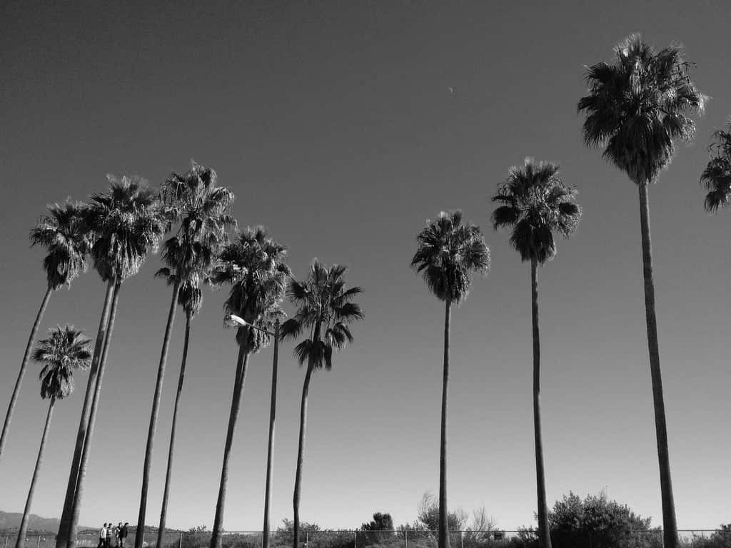 Black And White Palm Trees In Los Angeles California
