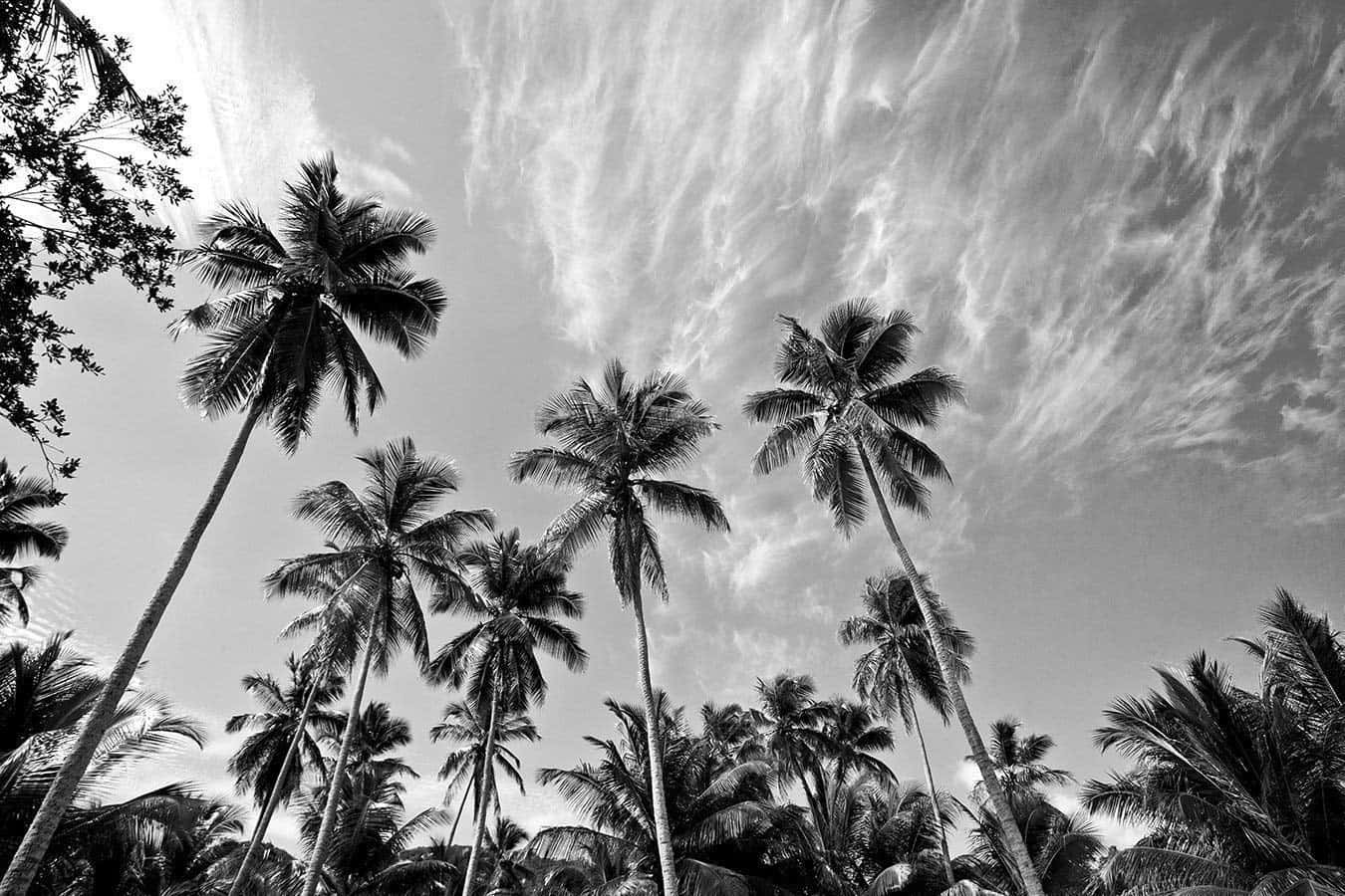 Black And White Palm Trees Under Cloudy Skies Background
