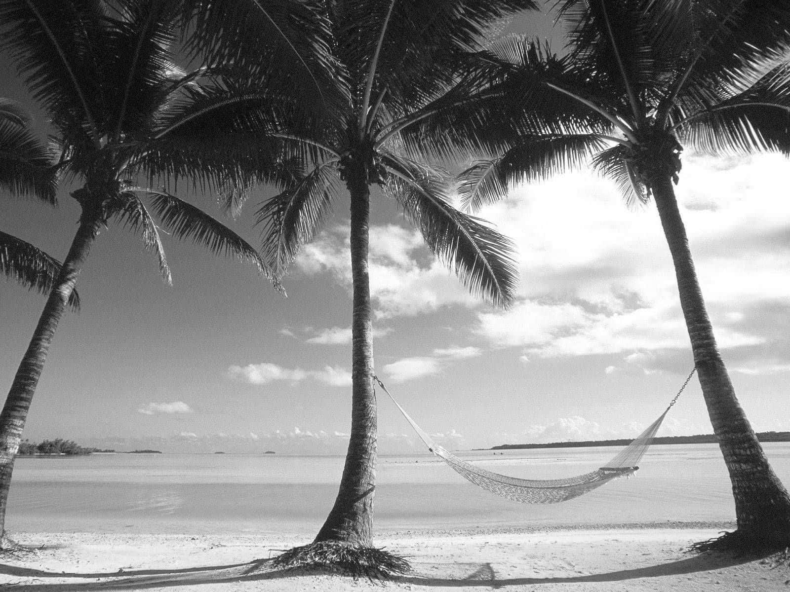 Black And White Palm Trees With Hammock Swing