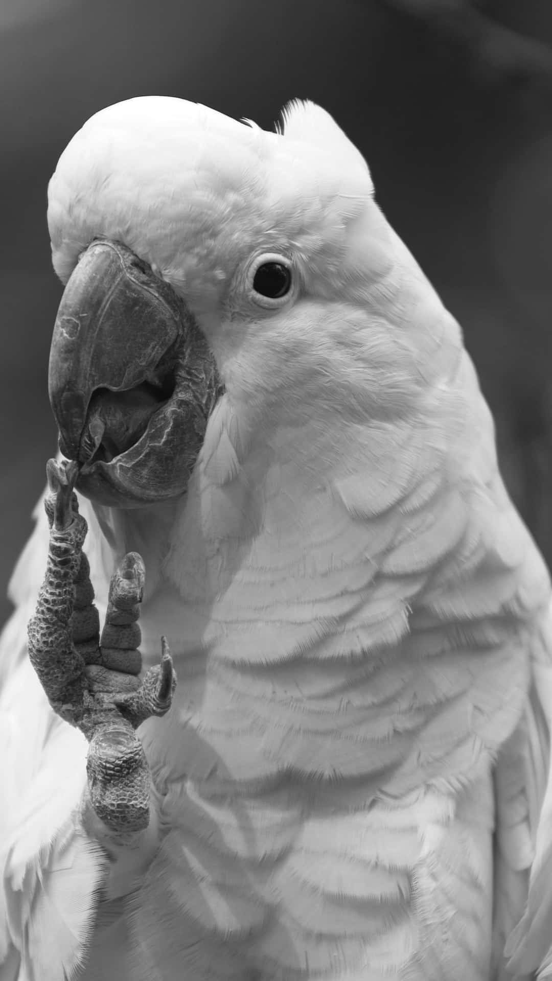 Black And White Parrot Eating