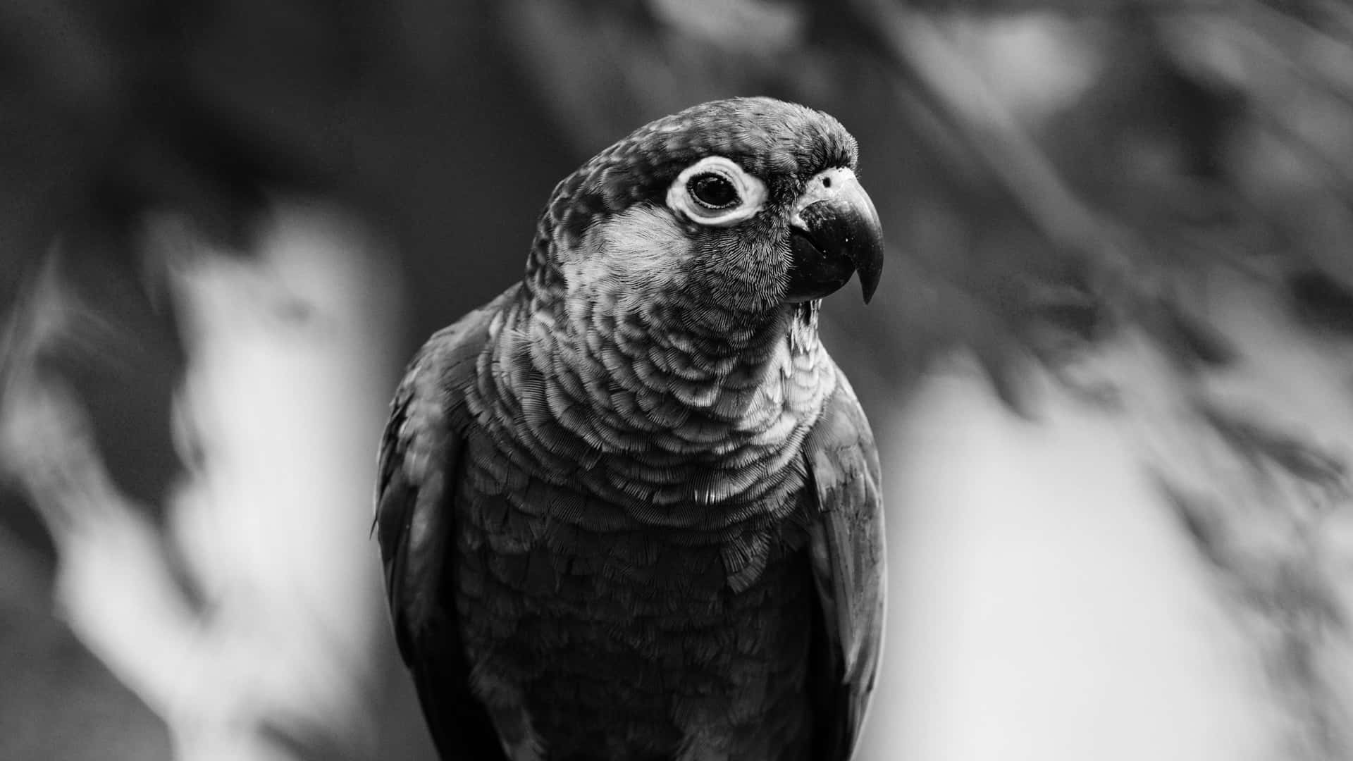 Black And White Parrot Glance Background