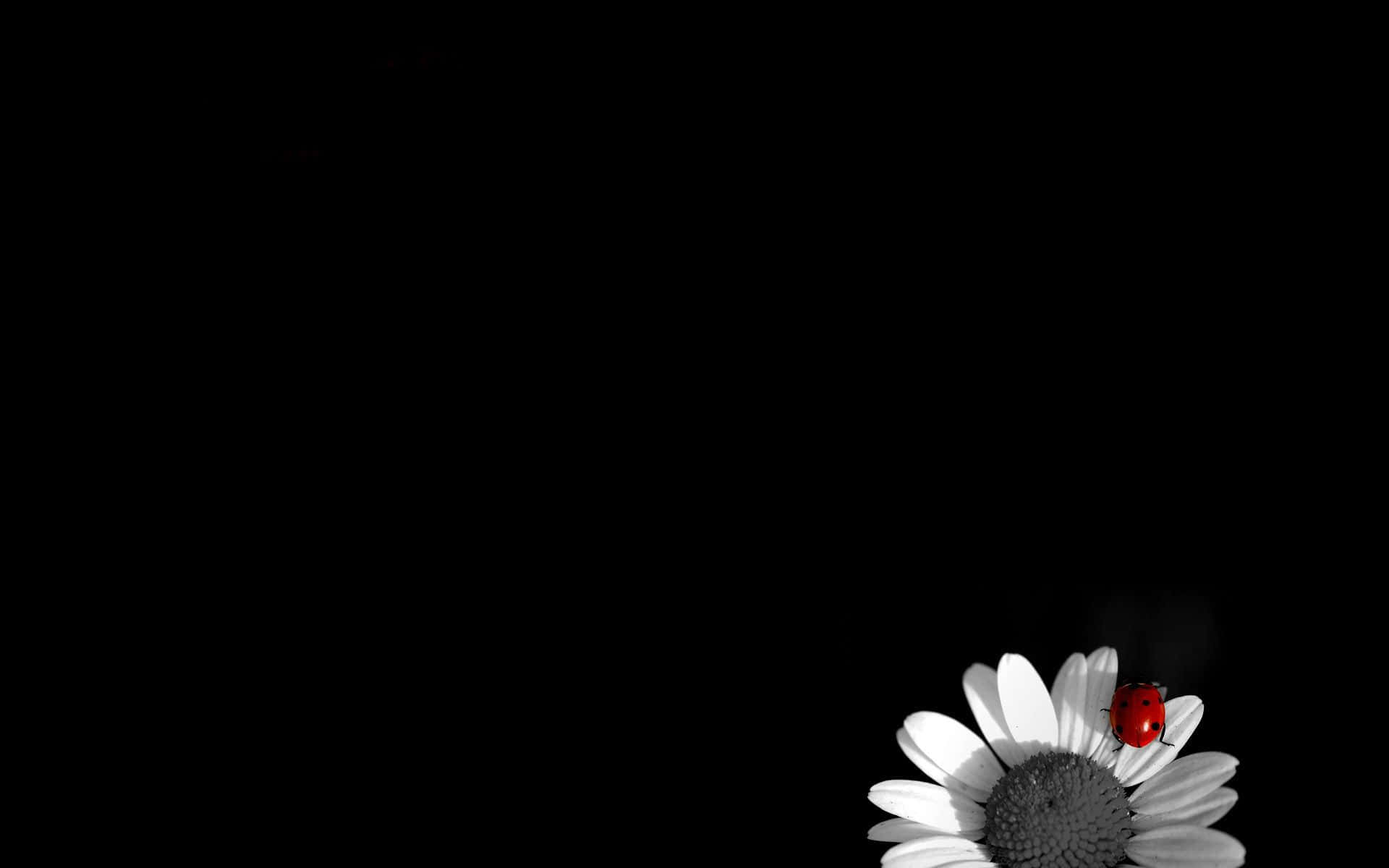 Black And White Pc Daisy With A Ladybug Background