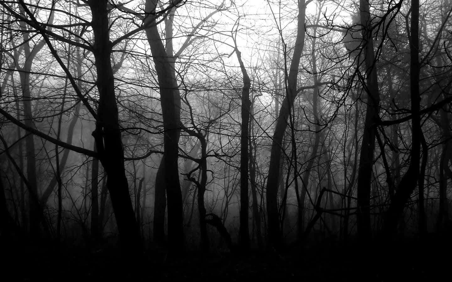 Black And White Pc Forest Background
