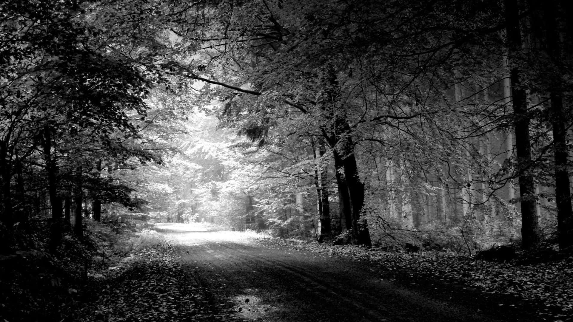 Black And White Pc Forest Road Background