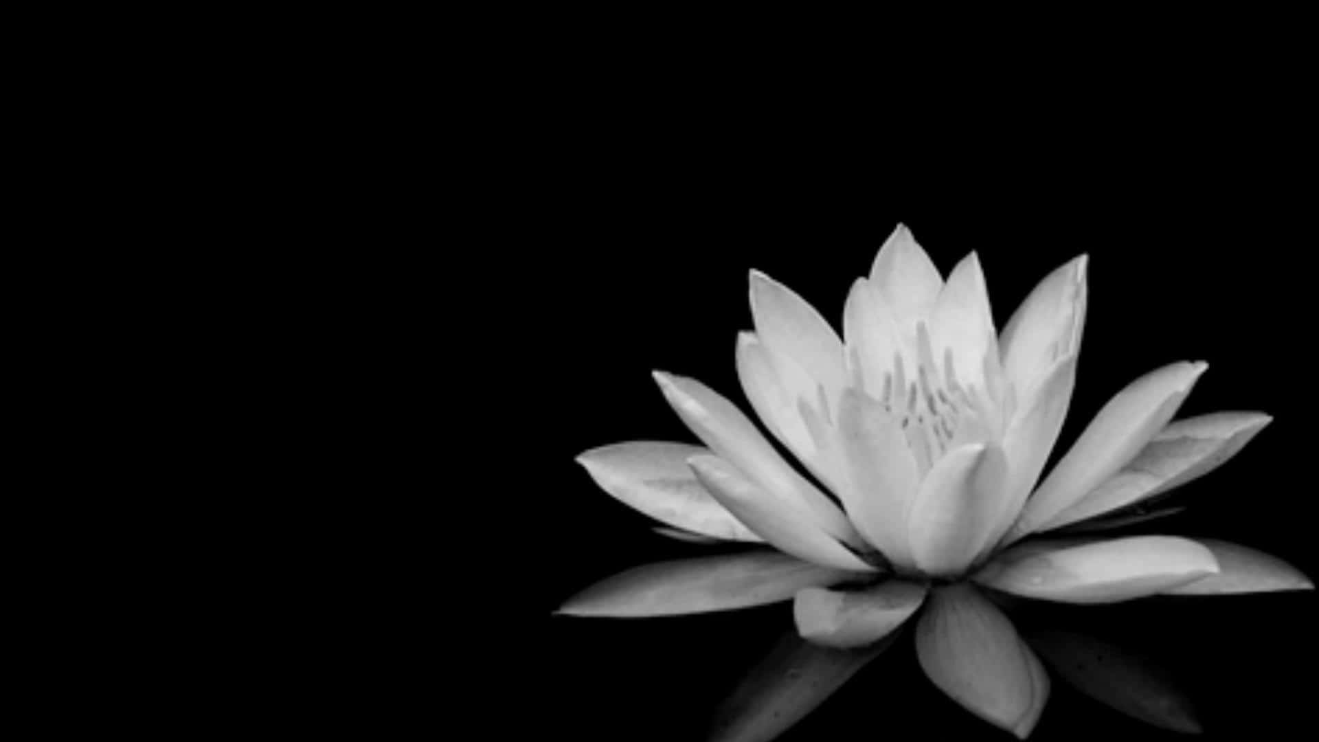 Black And White Pc Lotus Flower Background