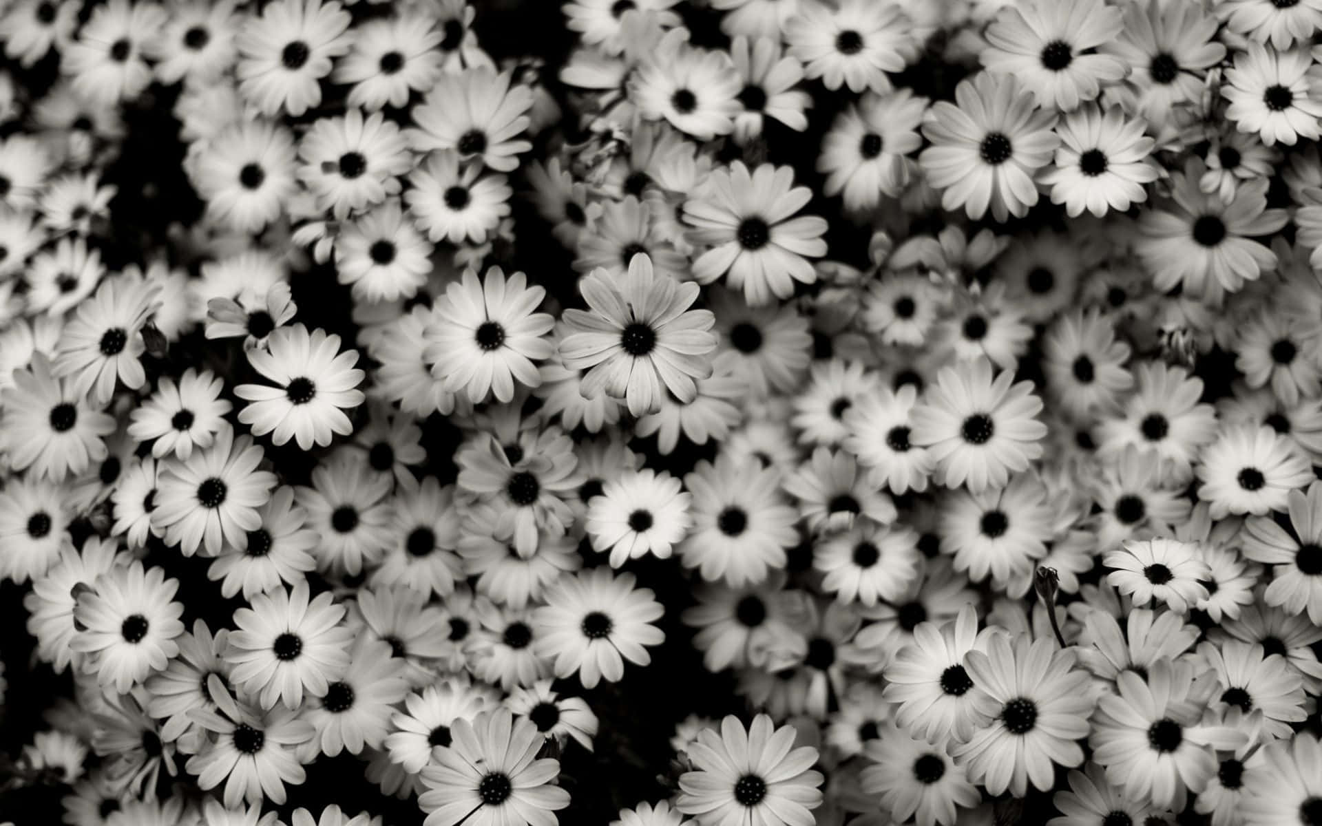 Black And White Photo Of A Bunch Of Flowers Background