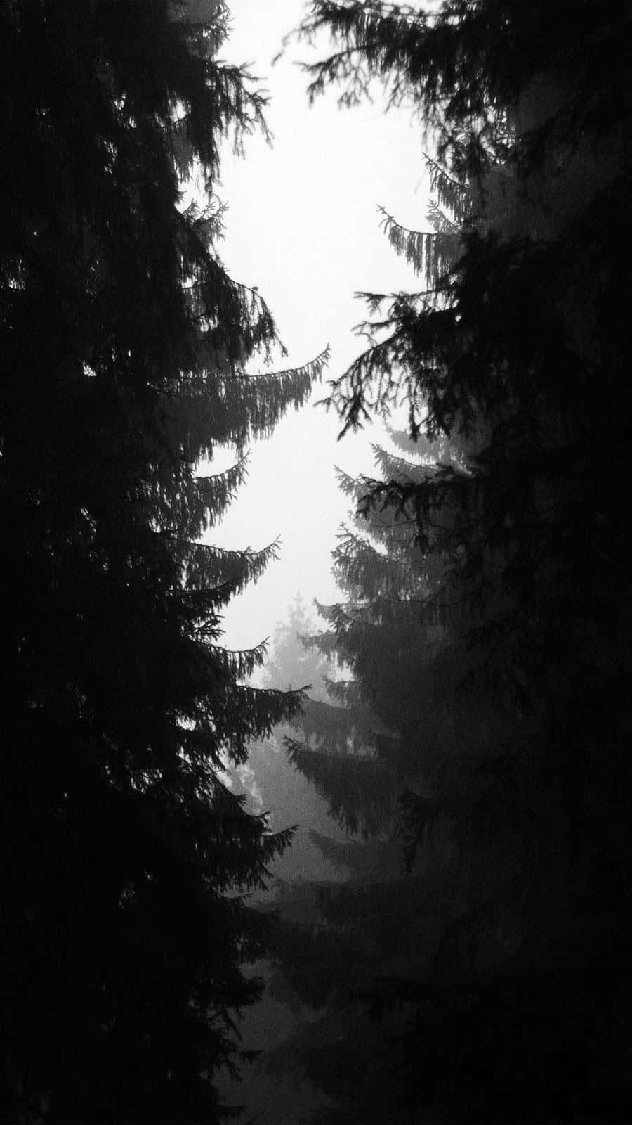 Black And White Photo Of A Forest With Trees Background