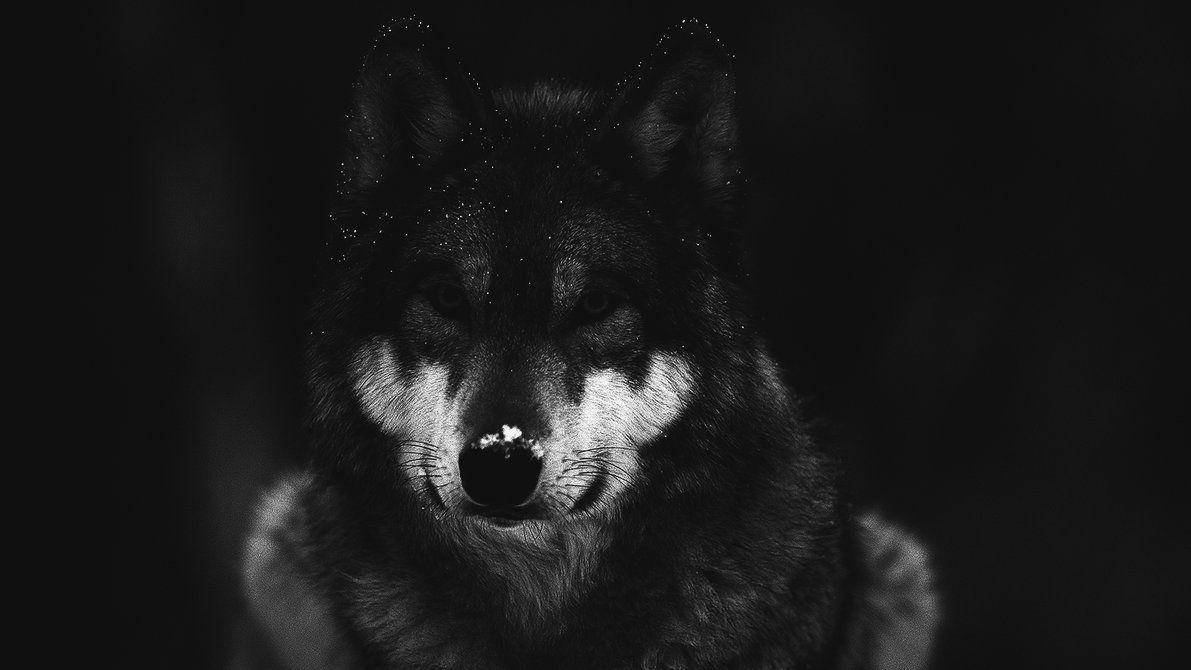 Black And White Photo Of Cool Black Wolf Background