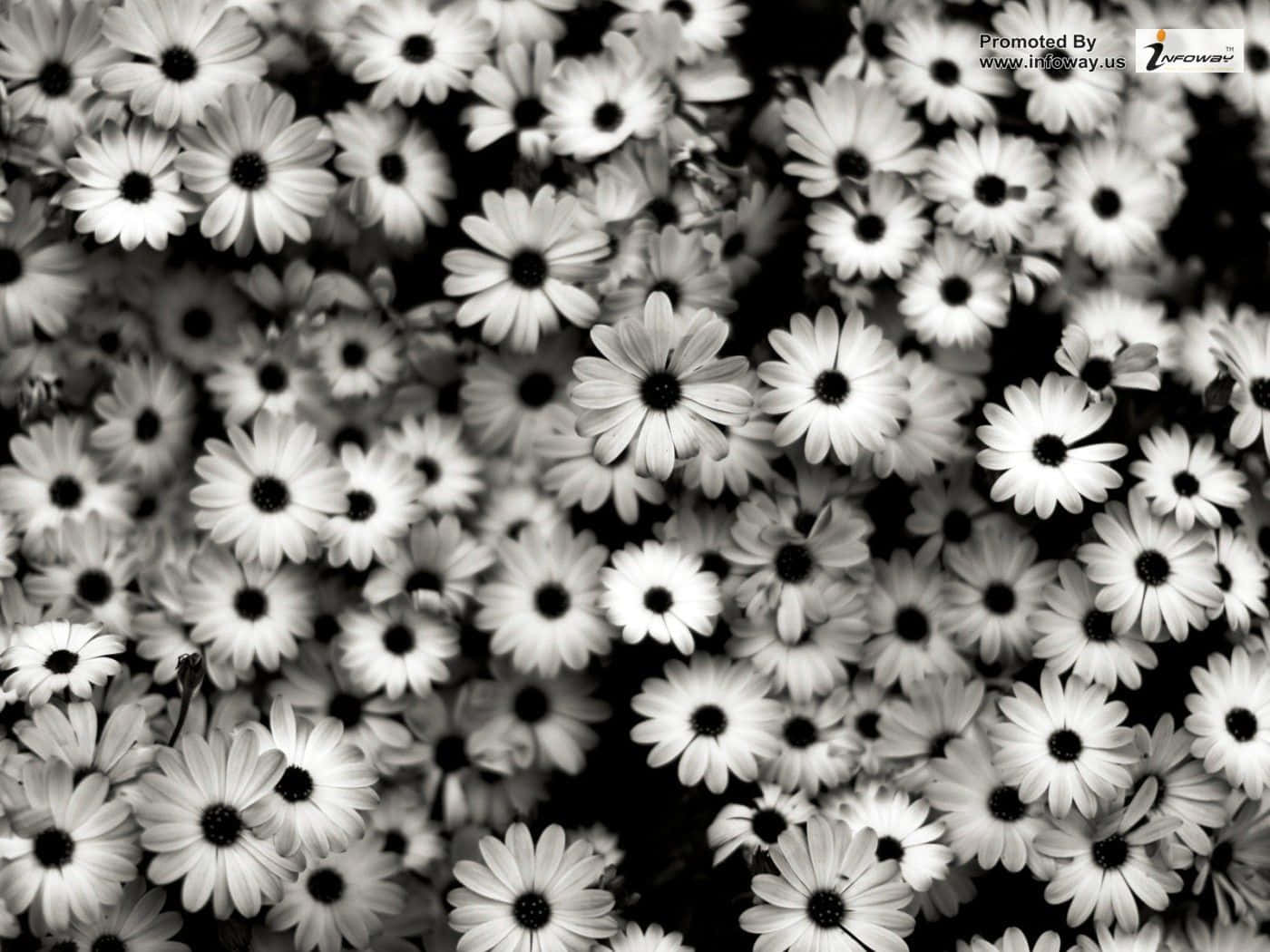 Black And White Photo Of Flowers In A Field