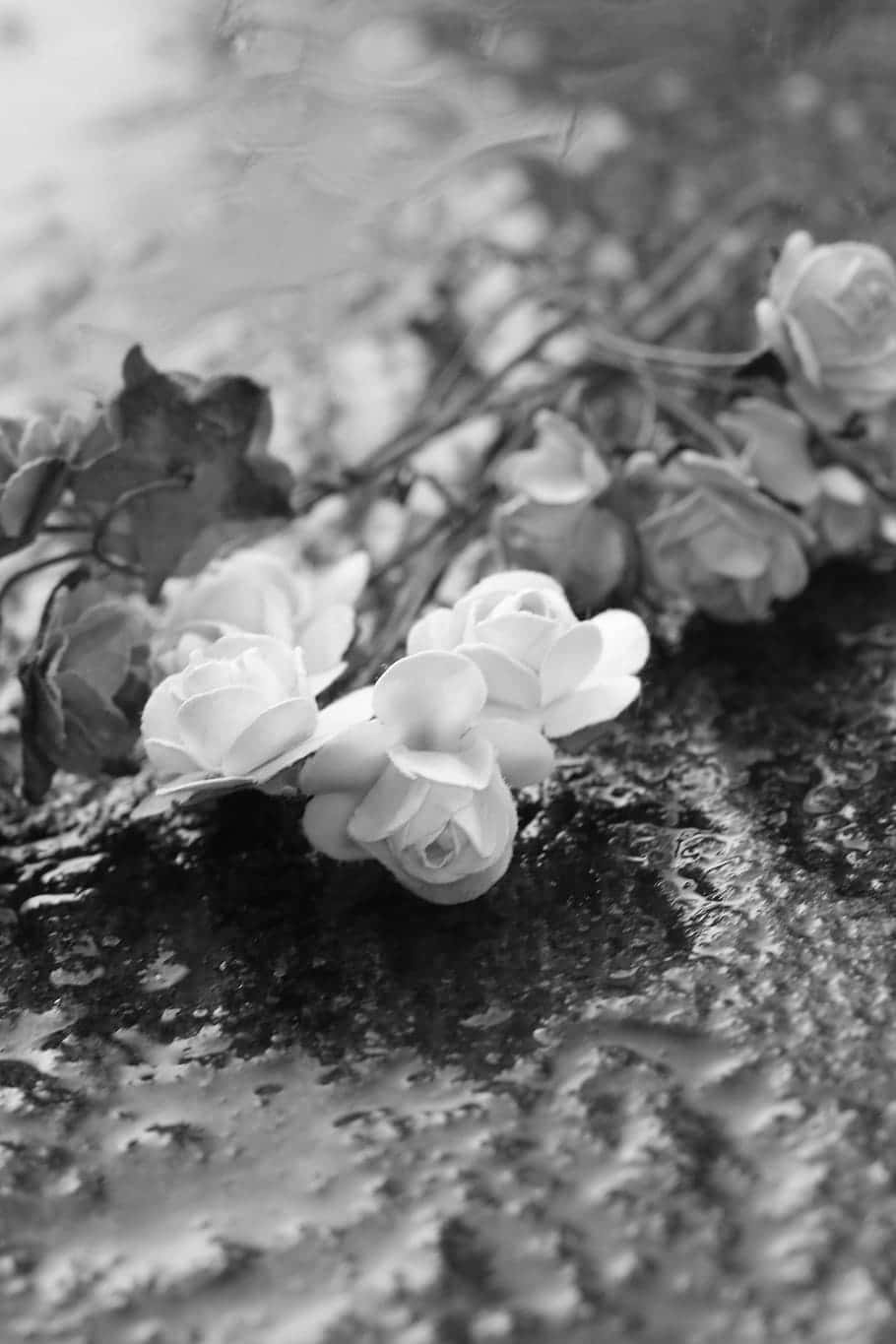 Black And White Photo Of Flowers In The Rain