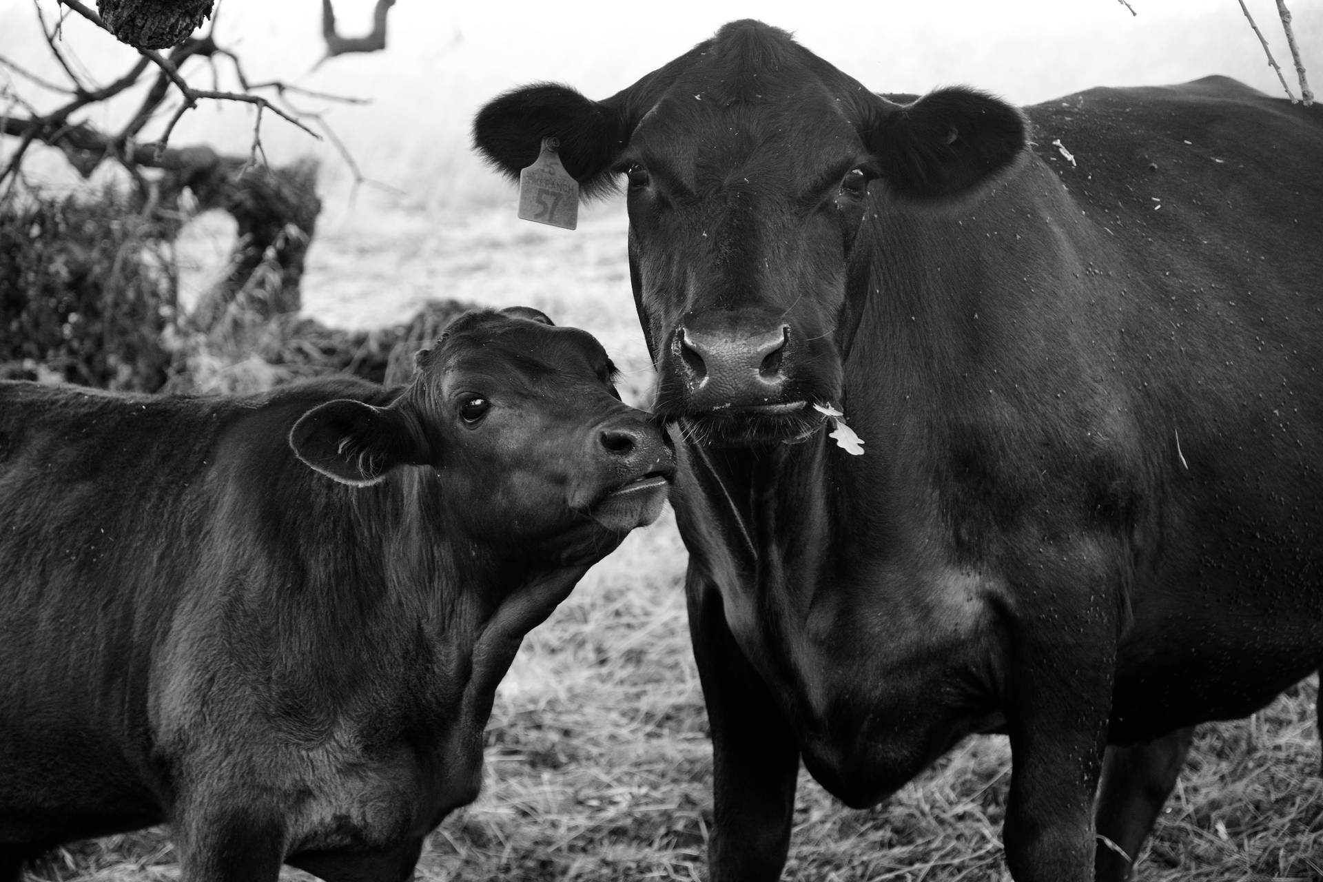 Black And White Photo Of Two Cute Cows Background