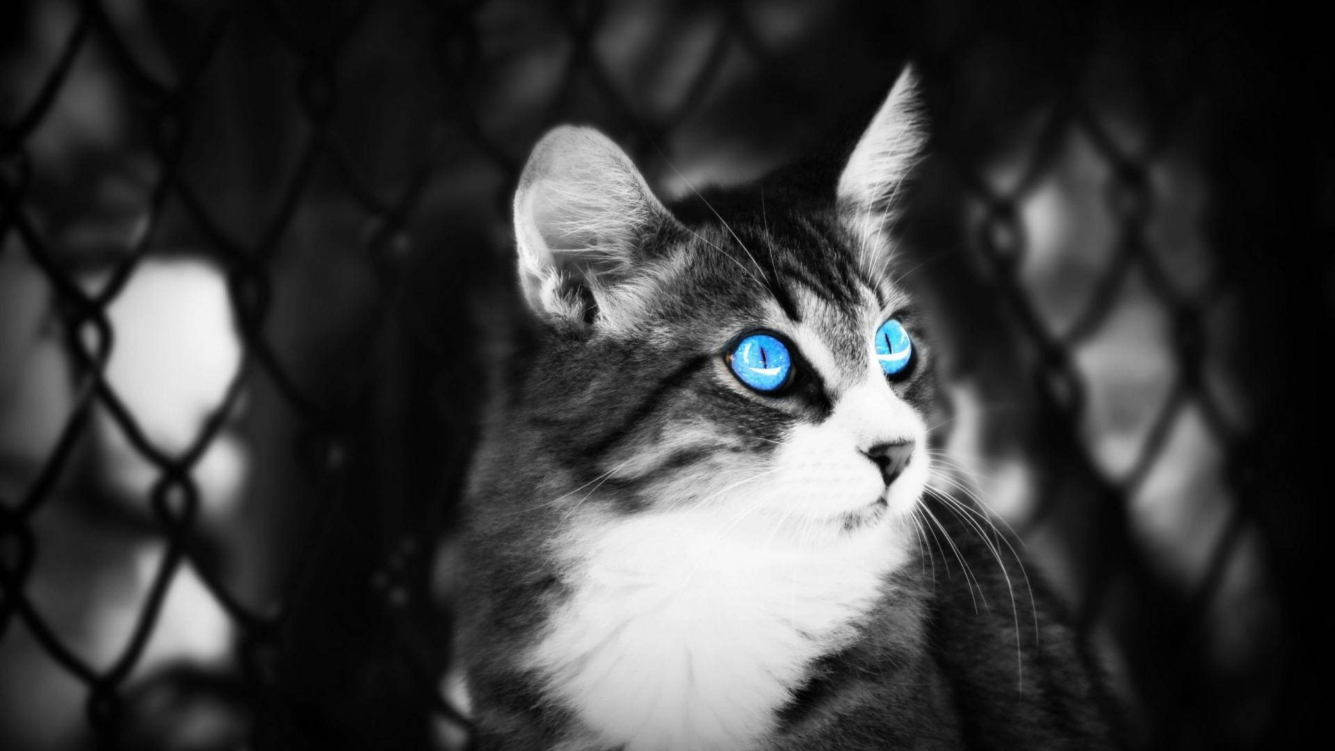 Black And White Photography Cat With Blue Eyes