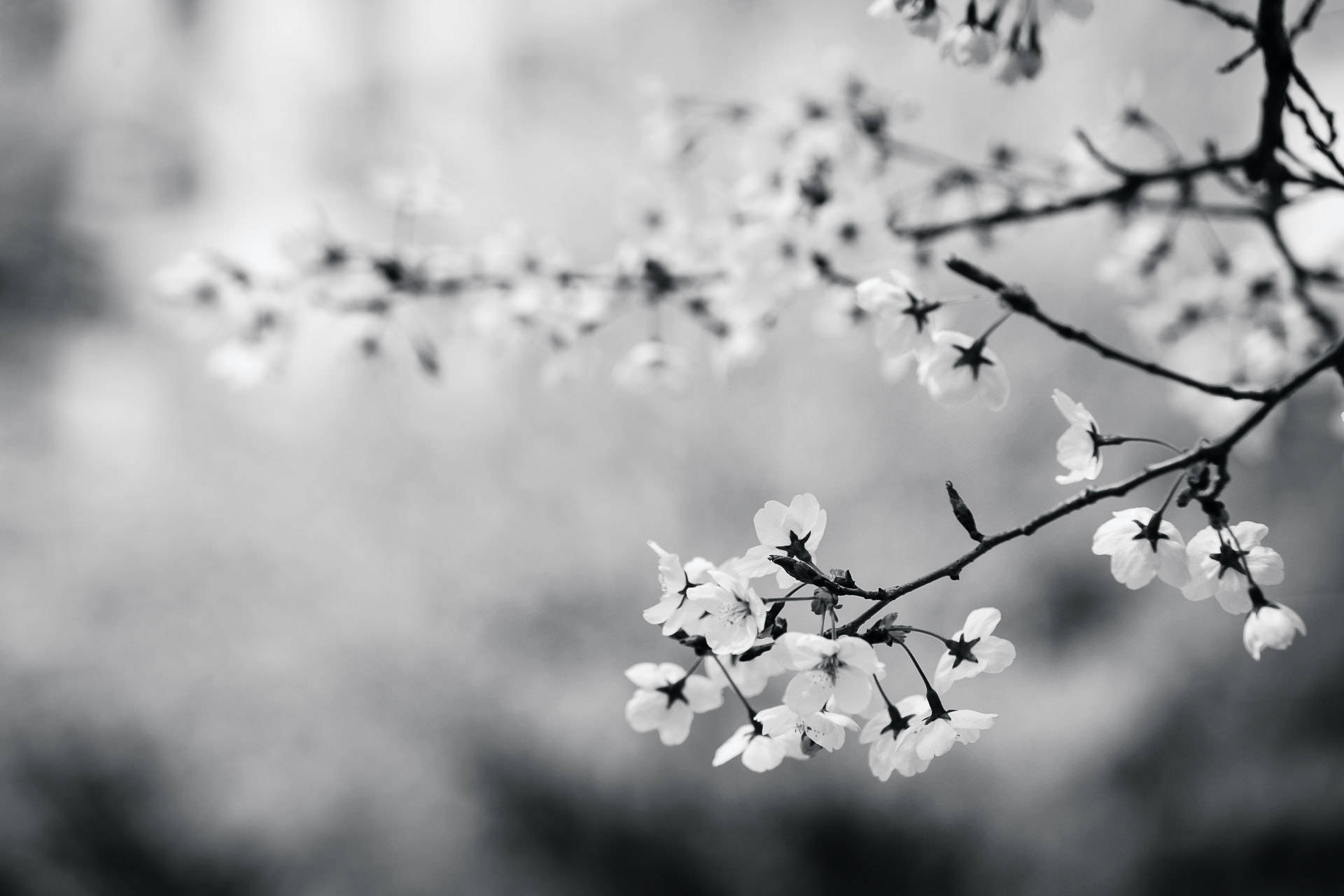 Black And White Photography Flowers On Branches