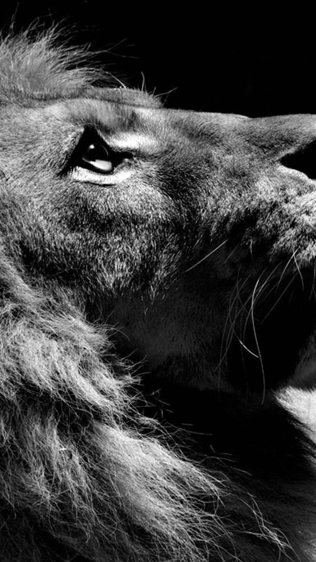 Black And White Photography Lion Background