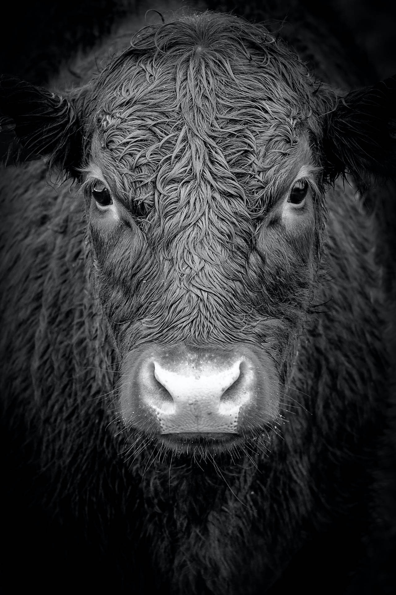 Black And White Portrait Of A Cow Background