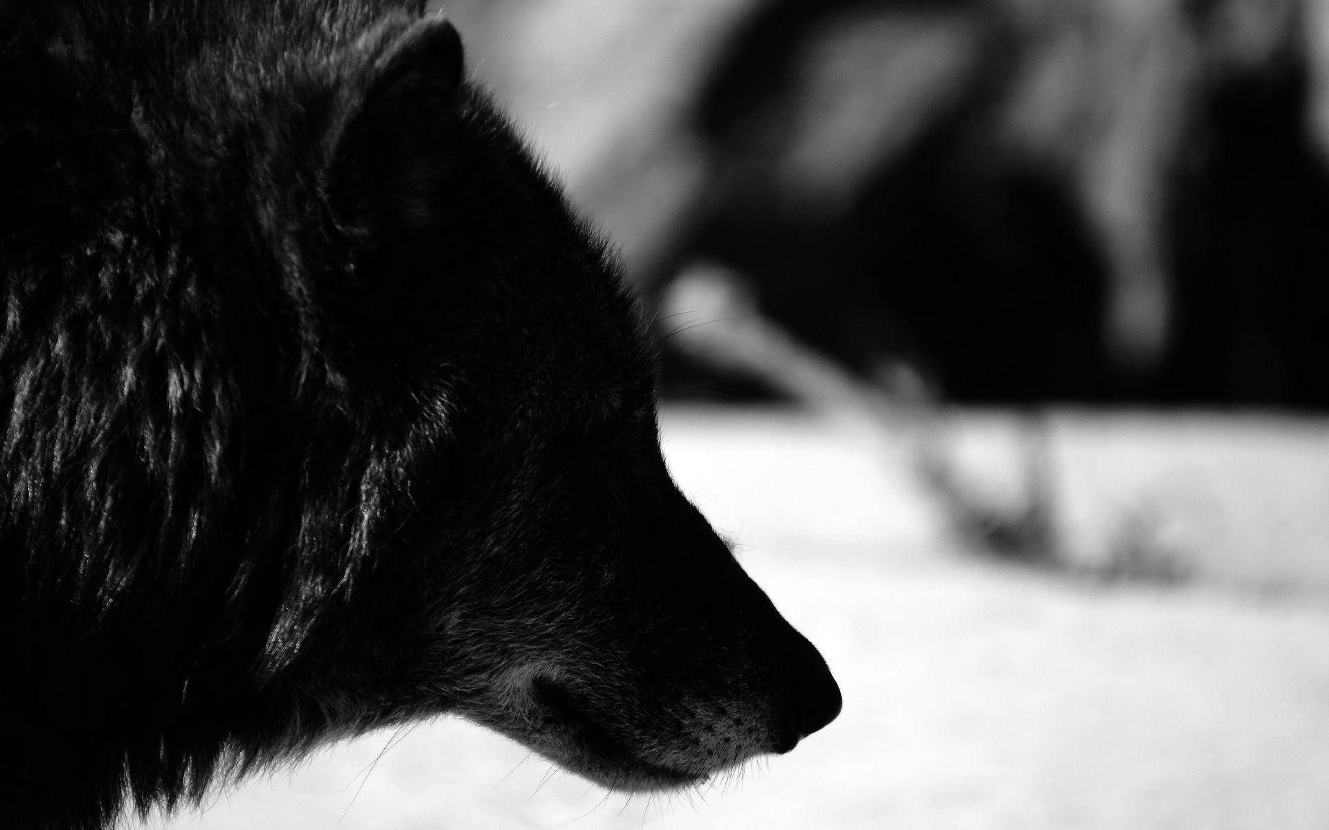 Black And White Profile Of Cool Black Wolf Background