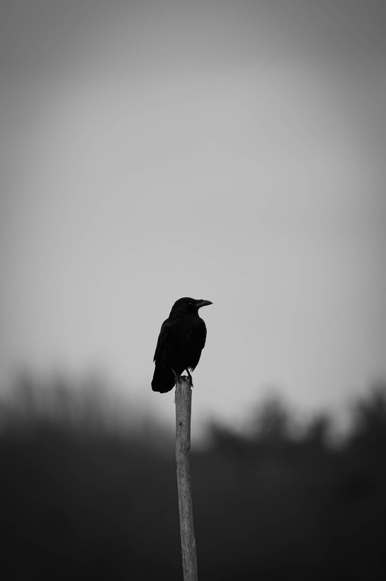 Black And White Raven Mobile Background
