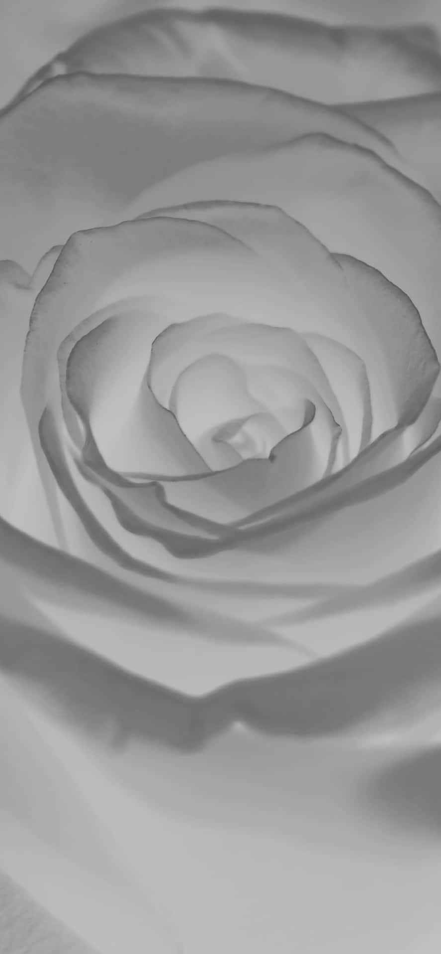 Black And White Rose Flower Iphone