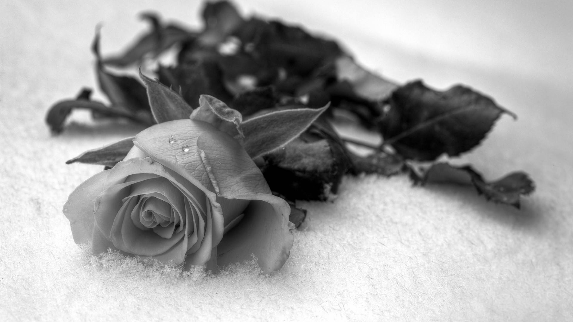 Black And White Rose On Fabric
