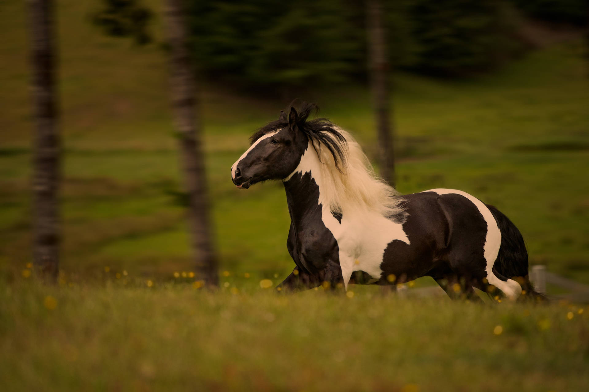 Black And White Running Horse Background