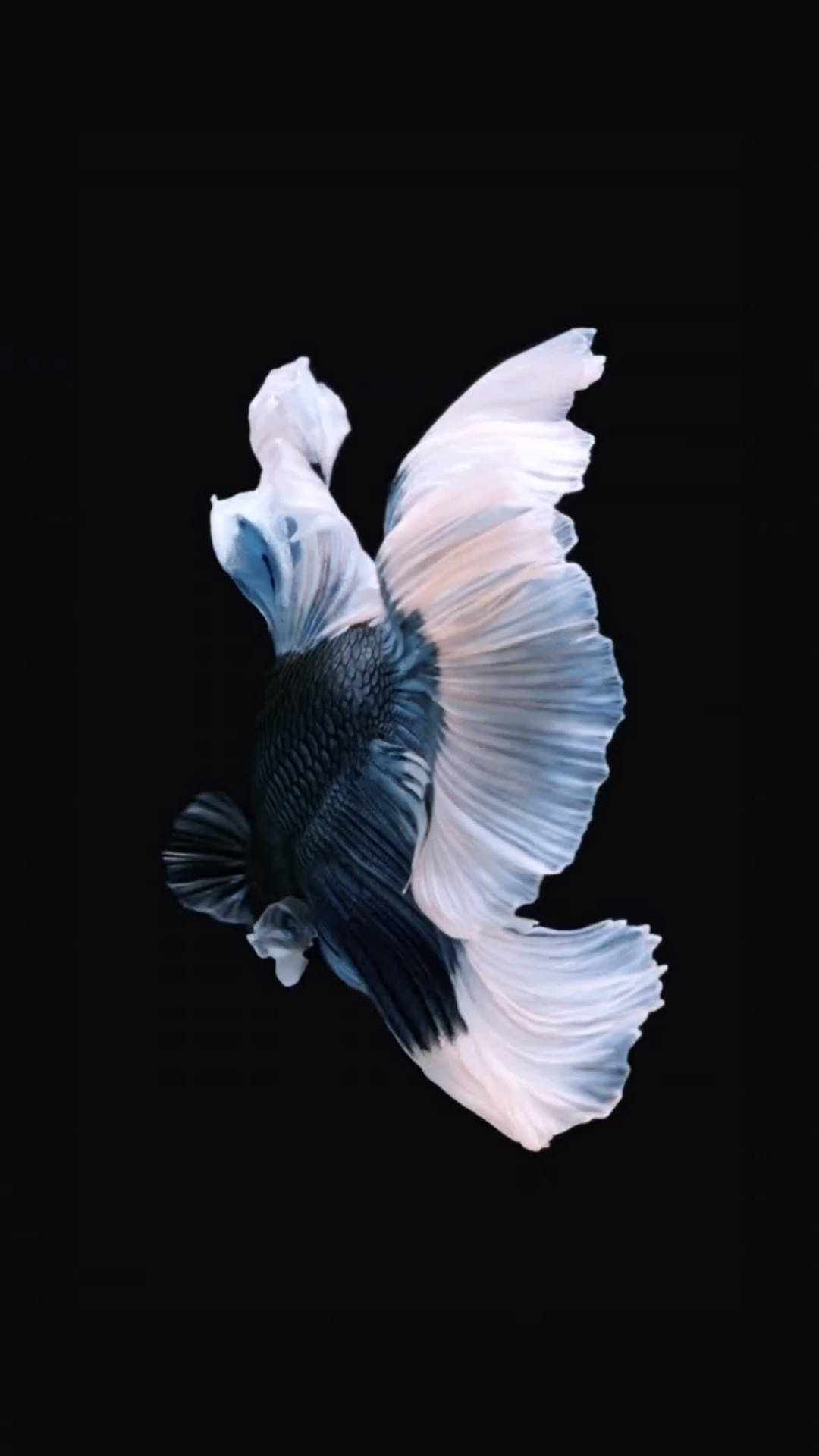Black And White Siamese Fighting Fish Iphone Background