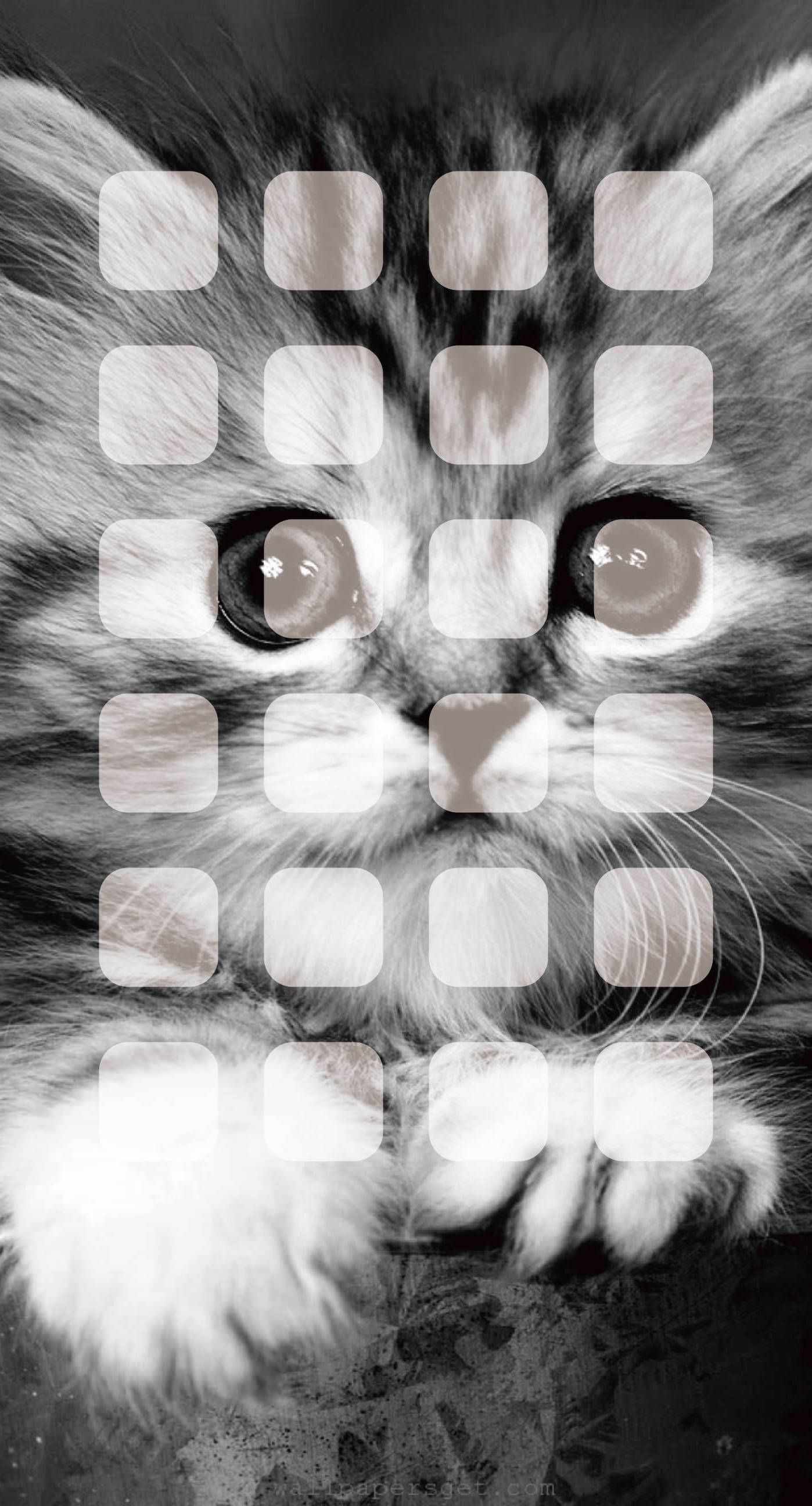 Black And White Small Tabby Cat Iphone Screensaver