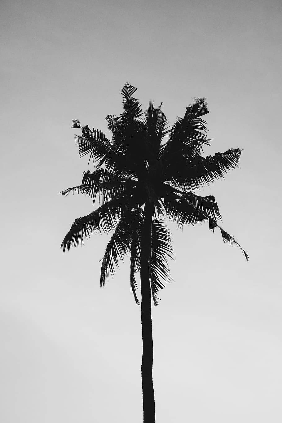 Black And White Solitary Coconut Tree Background