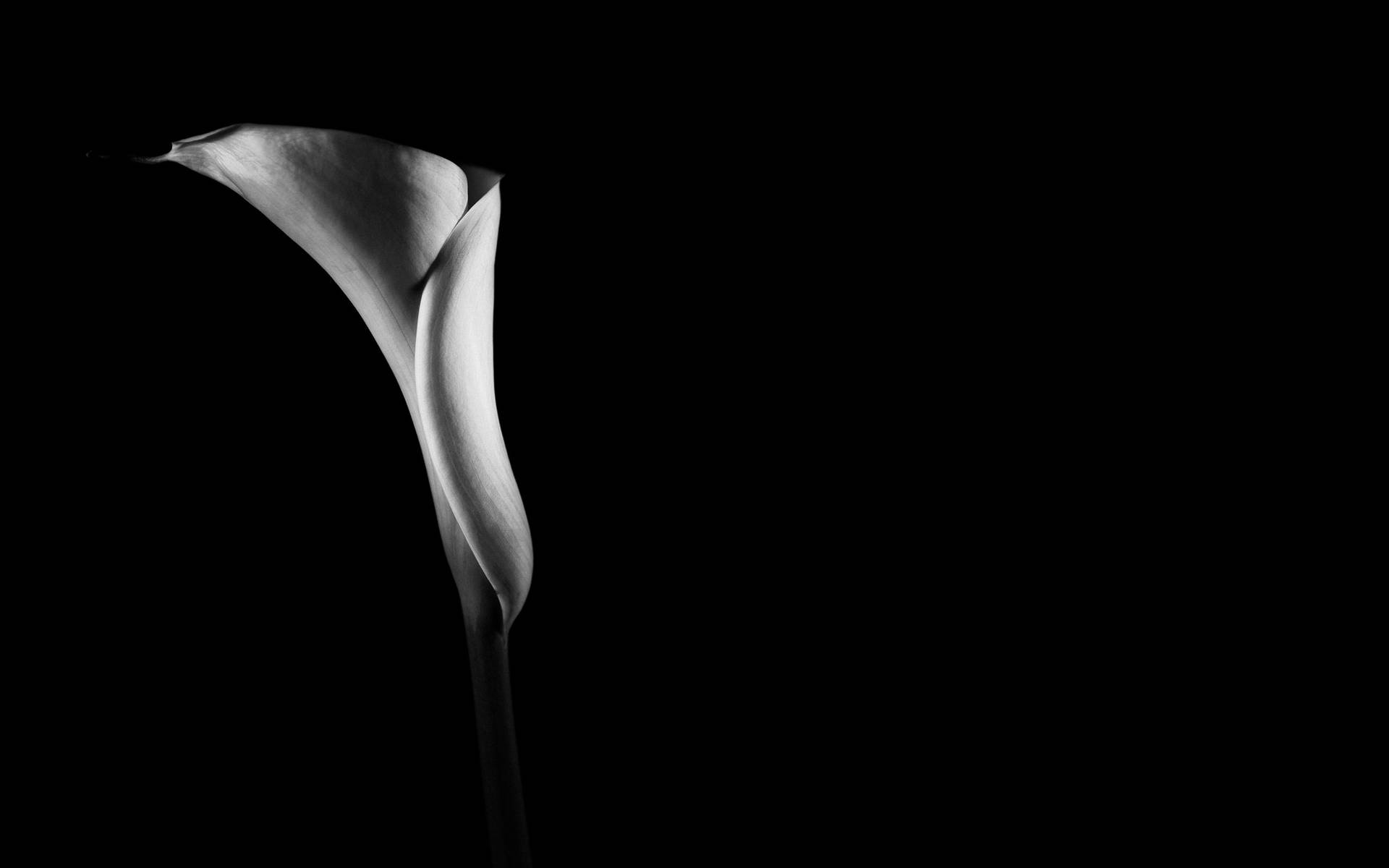 Black And White Solitary Flower Background